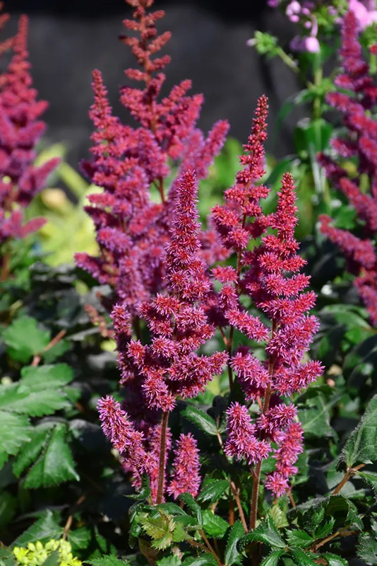 red_flowers_visions_in_red_astilbe_astilbe_chinensis_visions_in_red_plant_by_number