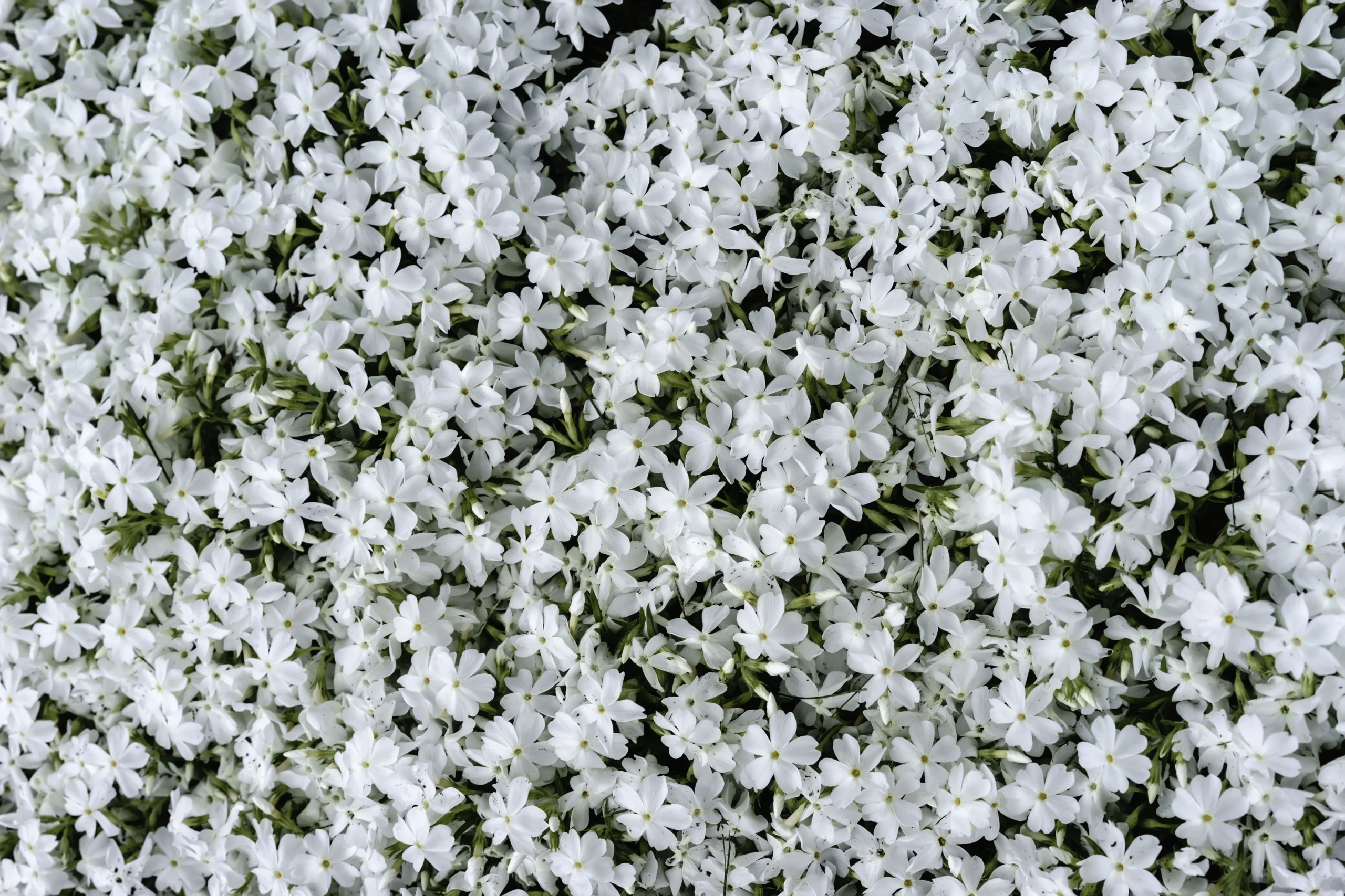 white_flowers_white_delight_creeping_phlox_snow_creeping_phlox_phlox_subulata_white_delight_plant_by_number