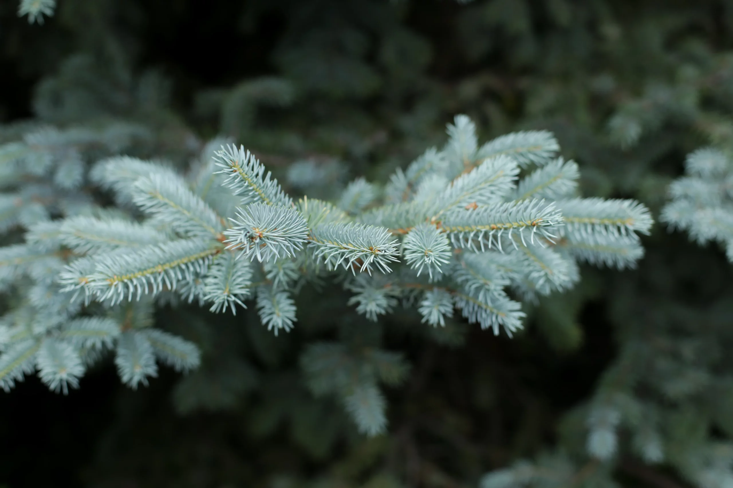 white_trees_white_fir_abies_concolor_plant_by_number