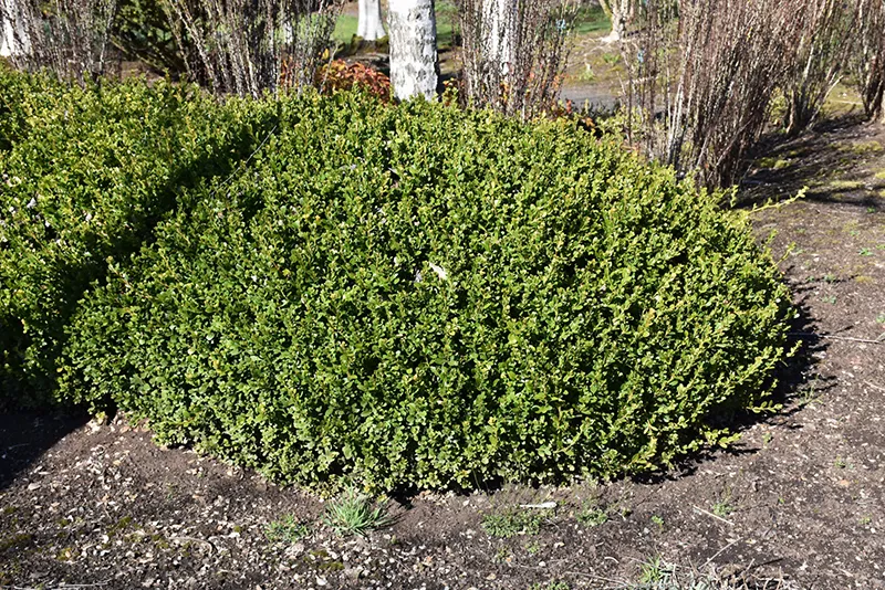winter_gem_boxwood_buxus_microphylla_winter_gem_plant_by_number
