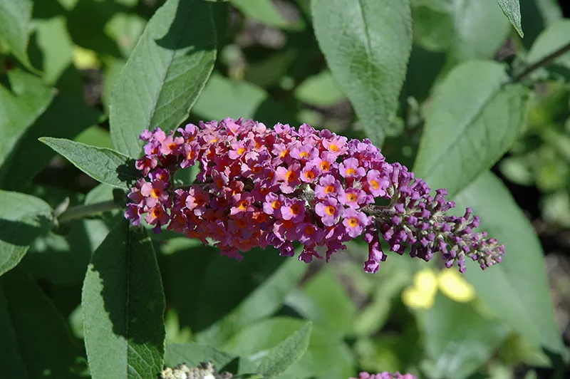 purple_flowers_bicolor_butterfly_bush_buddleia_weyeriana_ Bicolor_plant_by_number