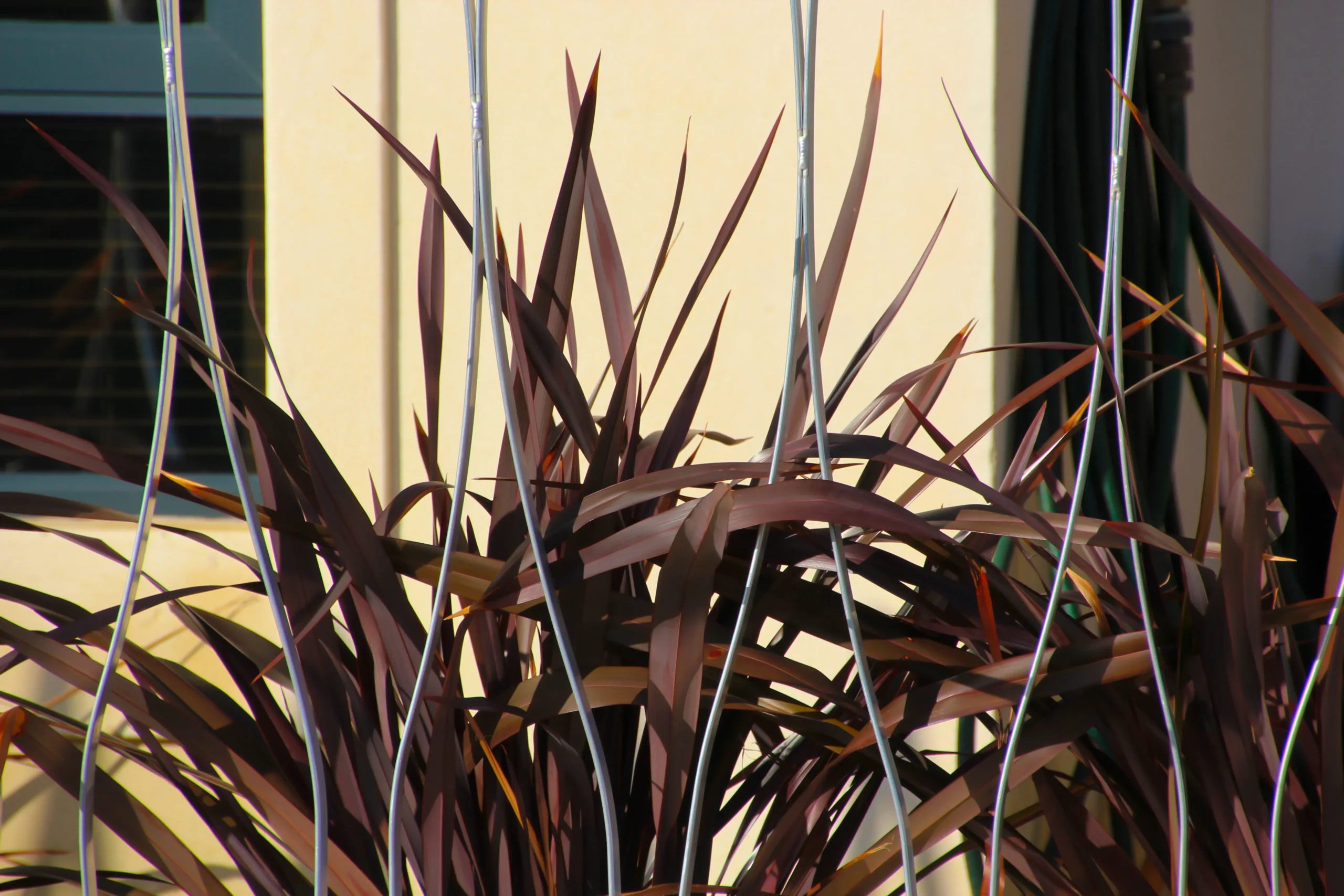 decorative_grasses_black_adder_phormium_phormium_colensoi_FIT01_plant_by_number