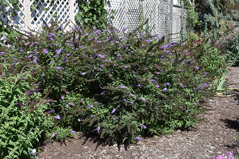 purple_shrubs_black_knight_butterfly_bush_buddleia_davidii_black_knight_plant_by_number