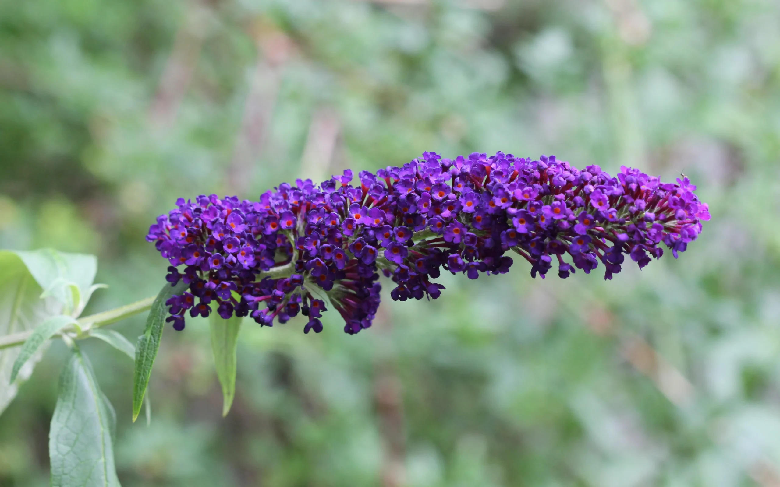 purple_shrubs_black_knight_butterfly_bush_buddleia_davidii_black_knight_plant_by_number