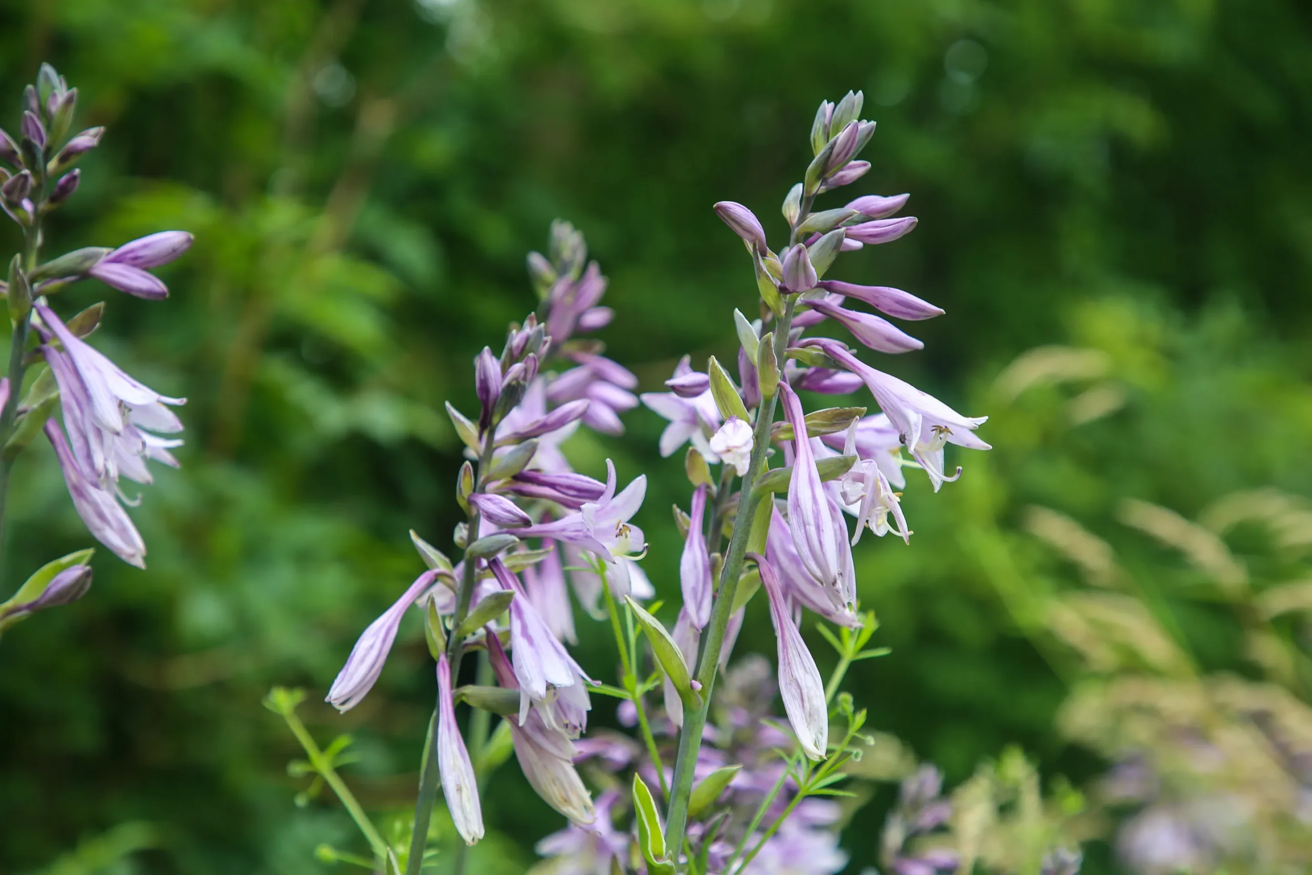 blue_flowers_blue_cadet_hosta_plant_by_number