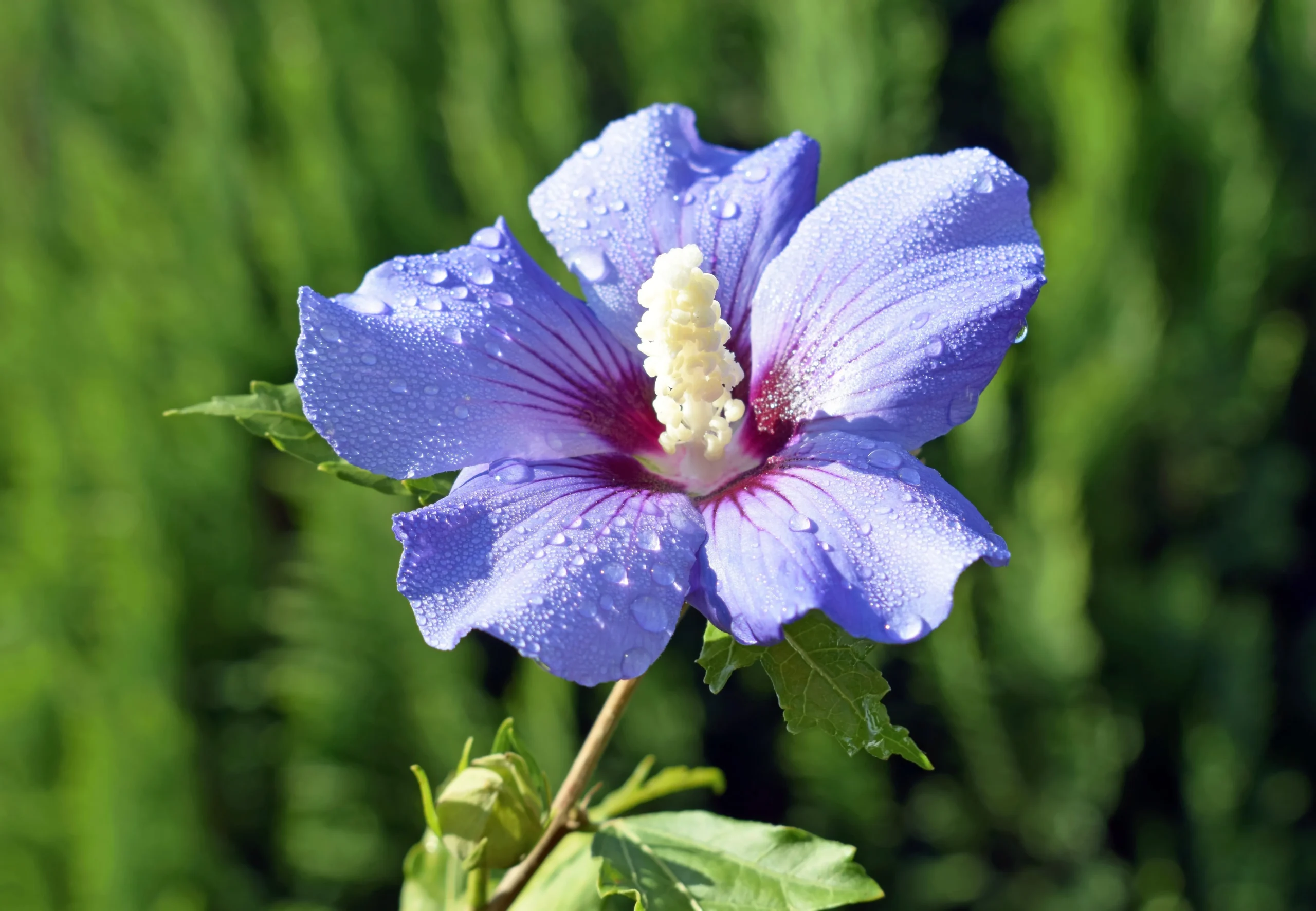 pink_shrubs_blue_chiffon_rose_of_sharon_hibiscus_syriacus_notwoodthree_plant_by_number