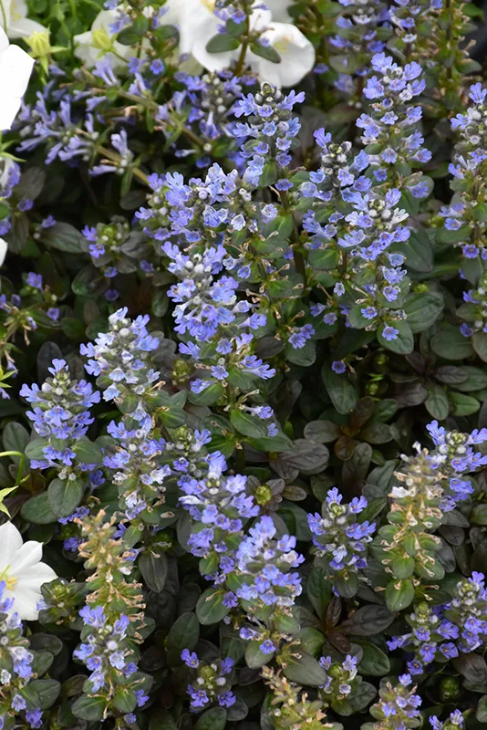 blue_flowers_chocolate_chip_ajuga_plant_by_number