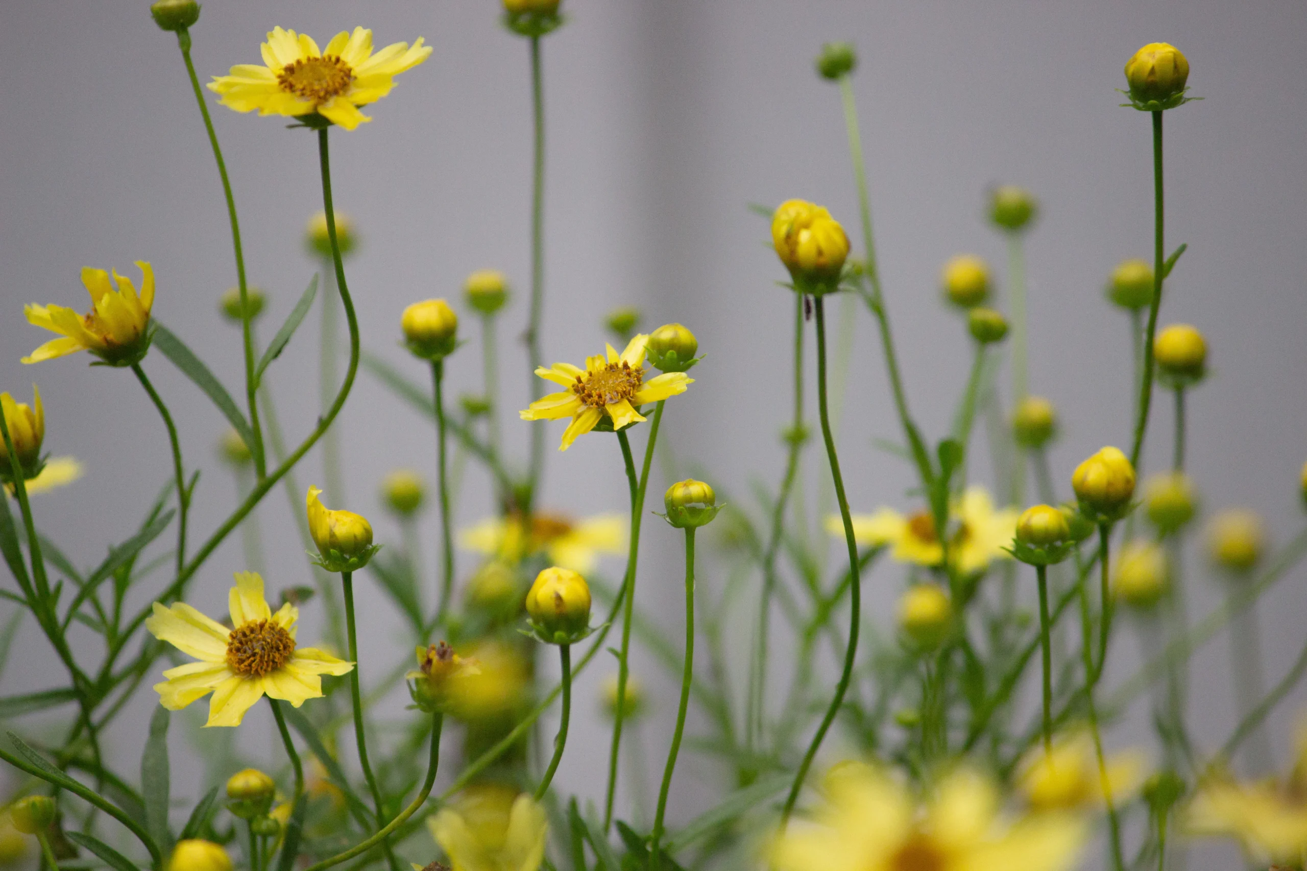 yellow_flowers_corepsis_creme_brulee_plant_by_number