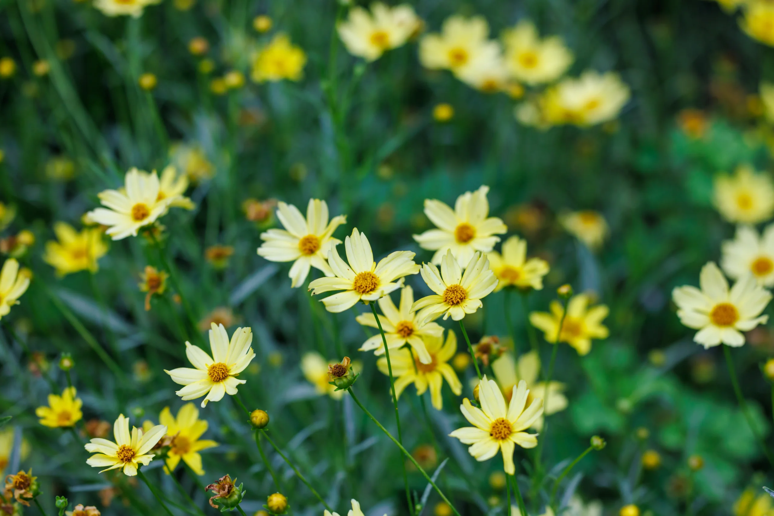 yellow_flowers_corepsis_creme_brulee_plant_by_number