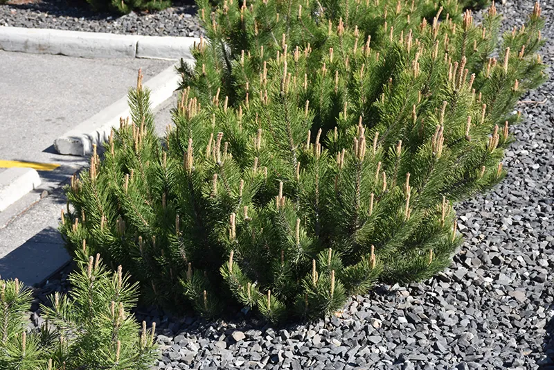 dwarf_evergreen_shrubs_dwarf_mugo_pine_pinus_mugo_var_pumilio_plant_ny_number