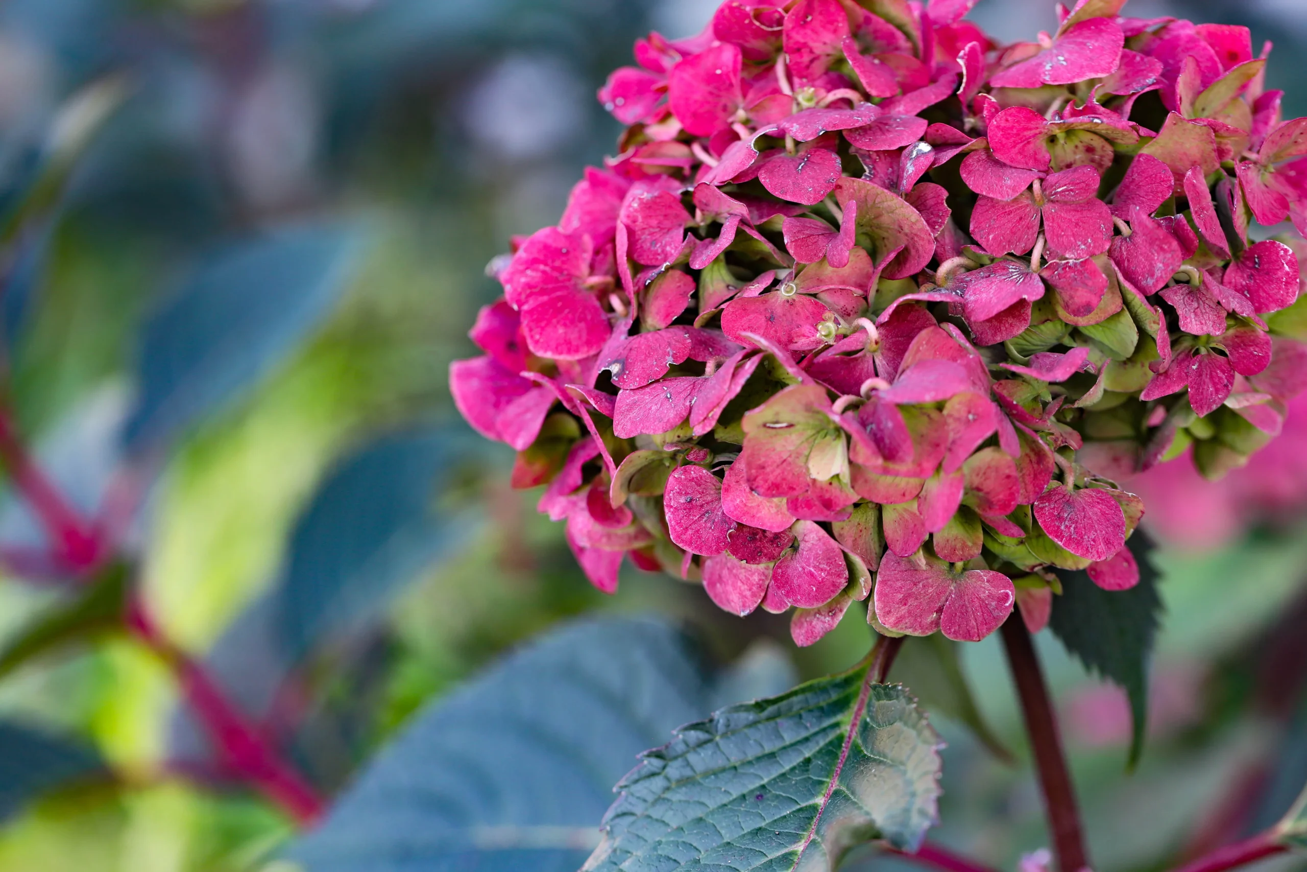 purple_hydrangeas_endless_summer_bloomstruck_hydrangea_hydrangea_macrophylla_PIIHM-II_plant_by_number