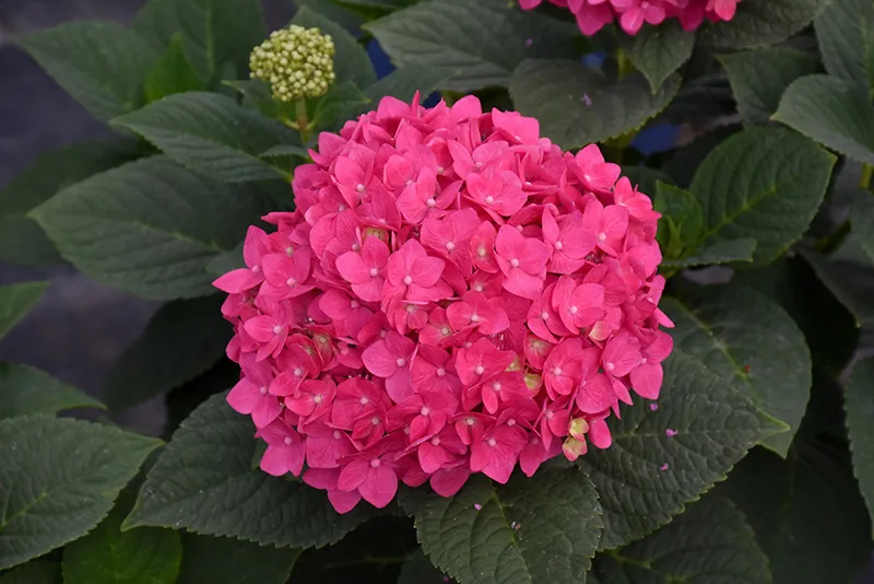 pink_hydrangeas_endless_summer_summer_crush_hydrangea_hydrangea_macrophylla_bailmacfive_plant_by_number