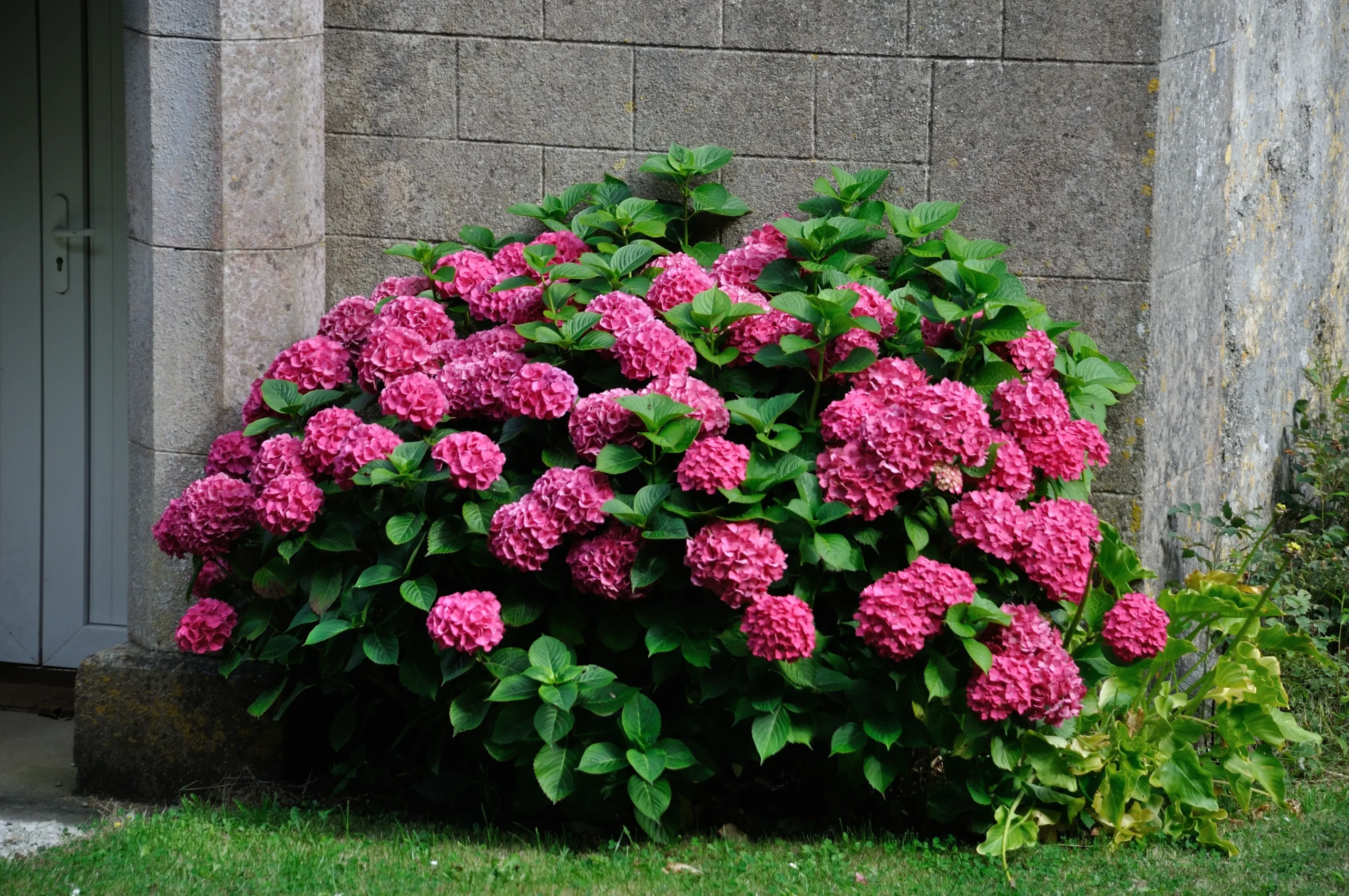 pink_hydrangeas_endless_summer_summer_crush_hydrangea_hydrangea_macrophylla_bailmacfive_plant_by_number