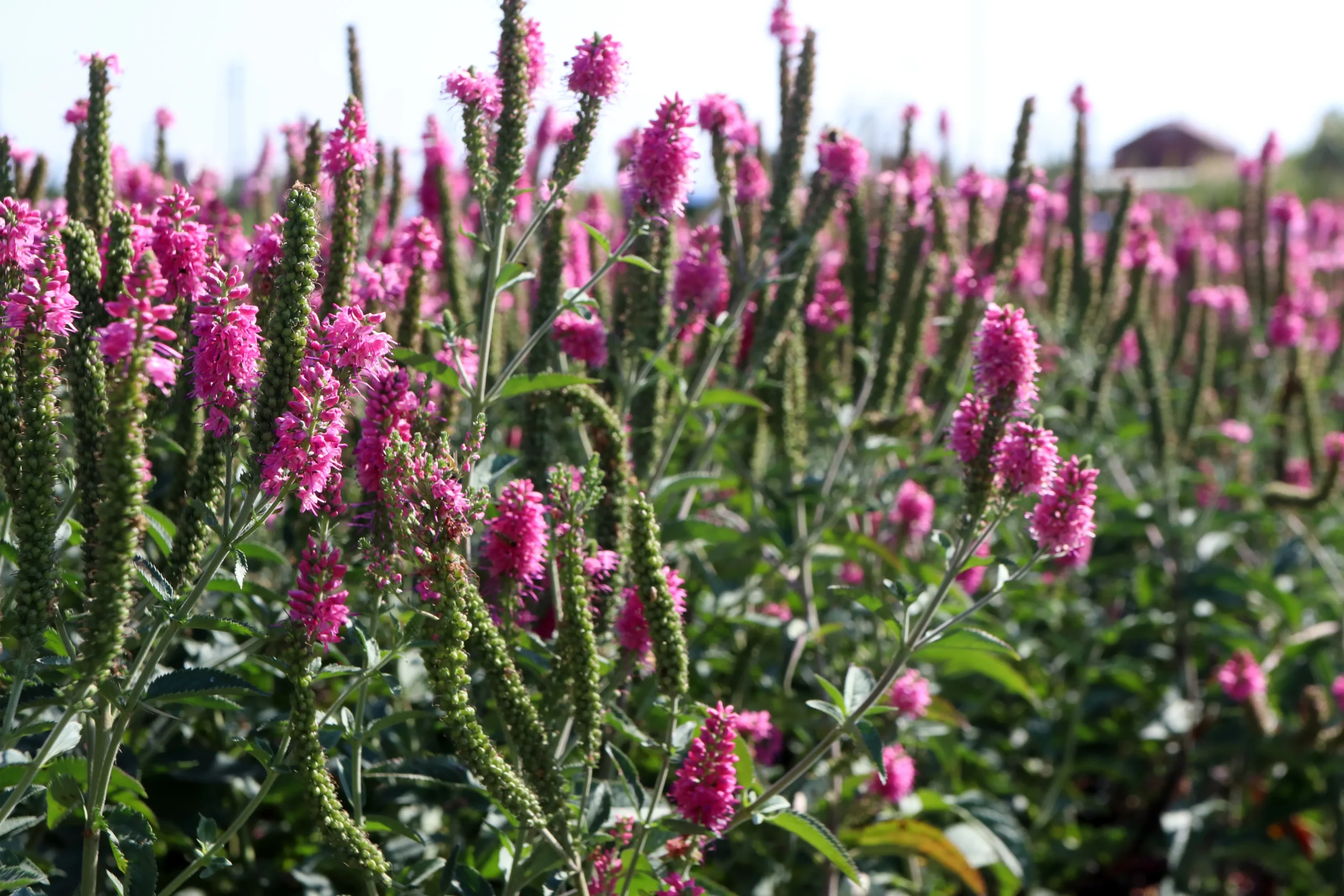 pink_flowers_first_love_veronica_veronica_longifolia_alllove