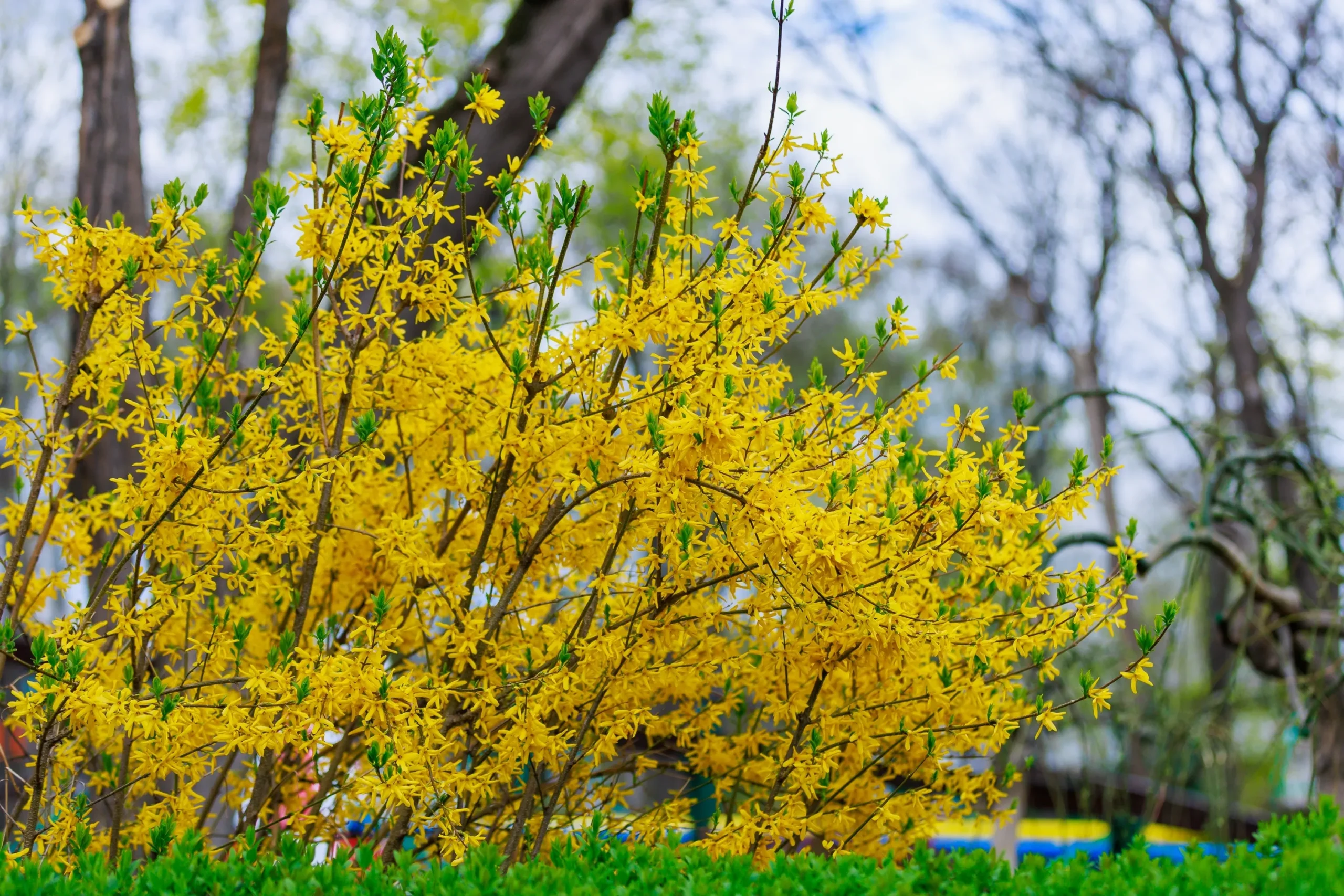 yellow_shrubs_forsythia_show_off_sugar_baby_forsythia_intermedia_nimbus_plant_by_number