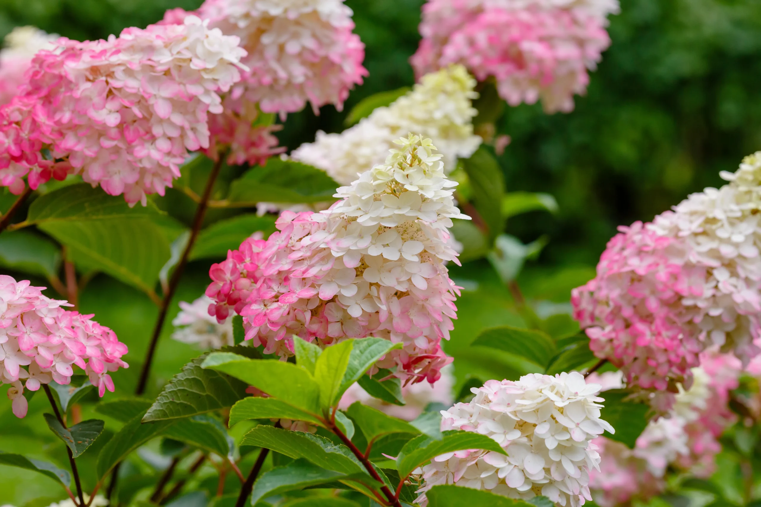 pink_hydrangeas_french_manicure_hydrangea_hydrangea_paniculata_bailpantwo_plant_by_number