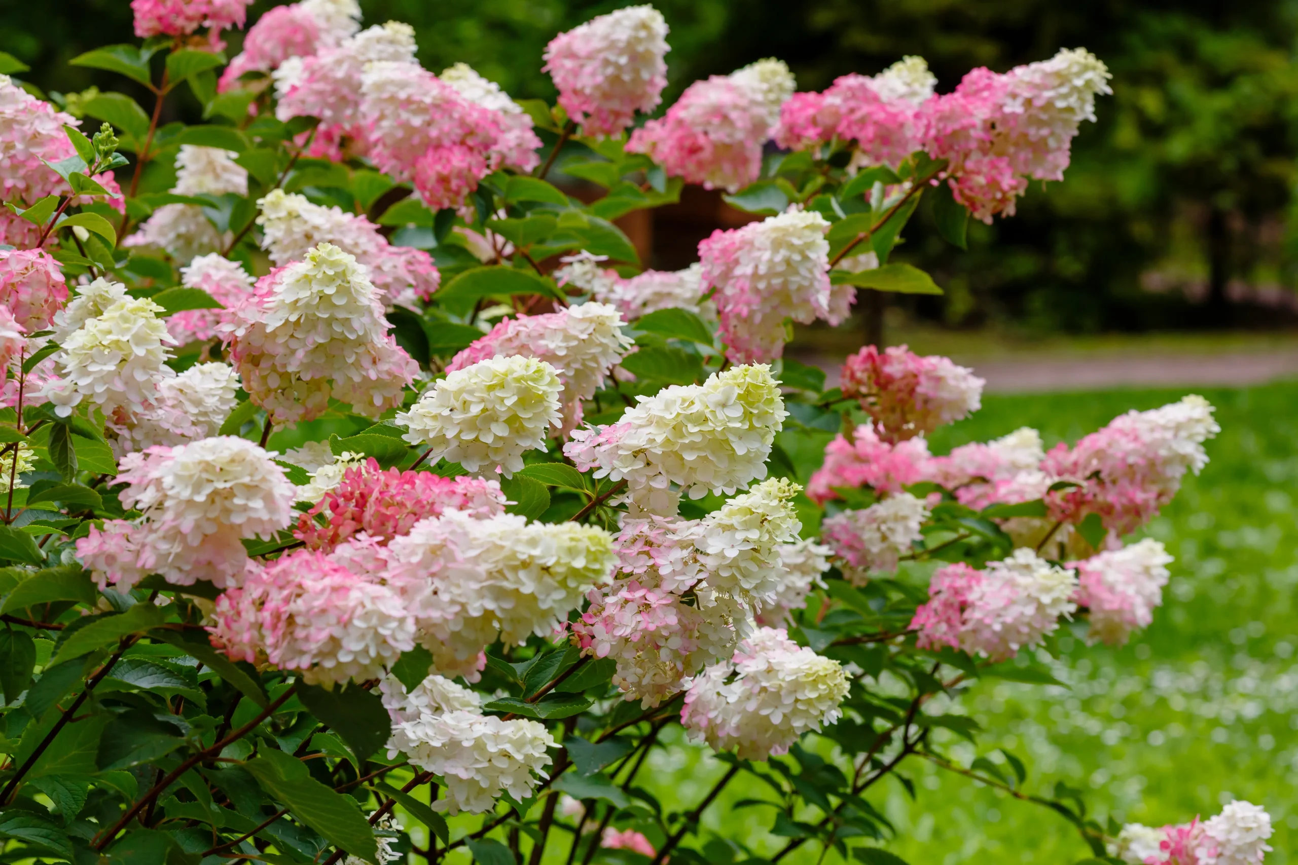 pink_hydrangeas_french_manicure_hydrangea_hydrangea_paniculata_bailpantwo_plant_by_number