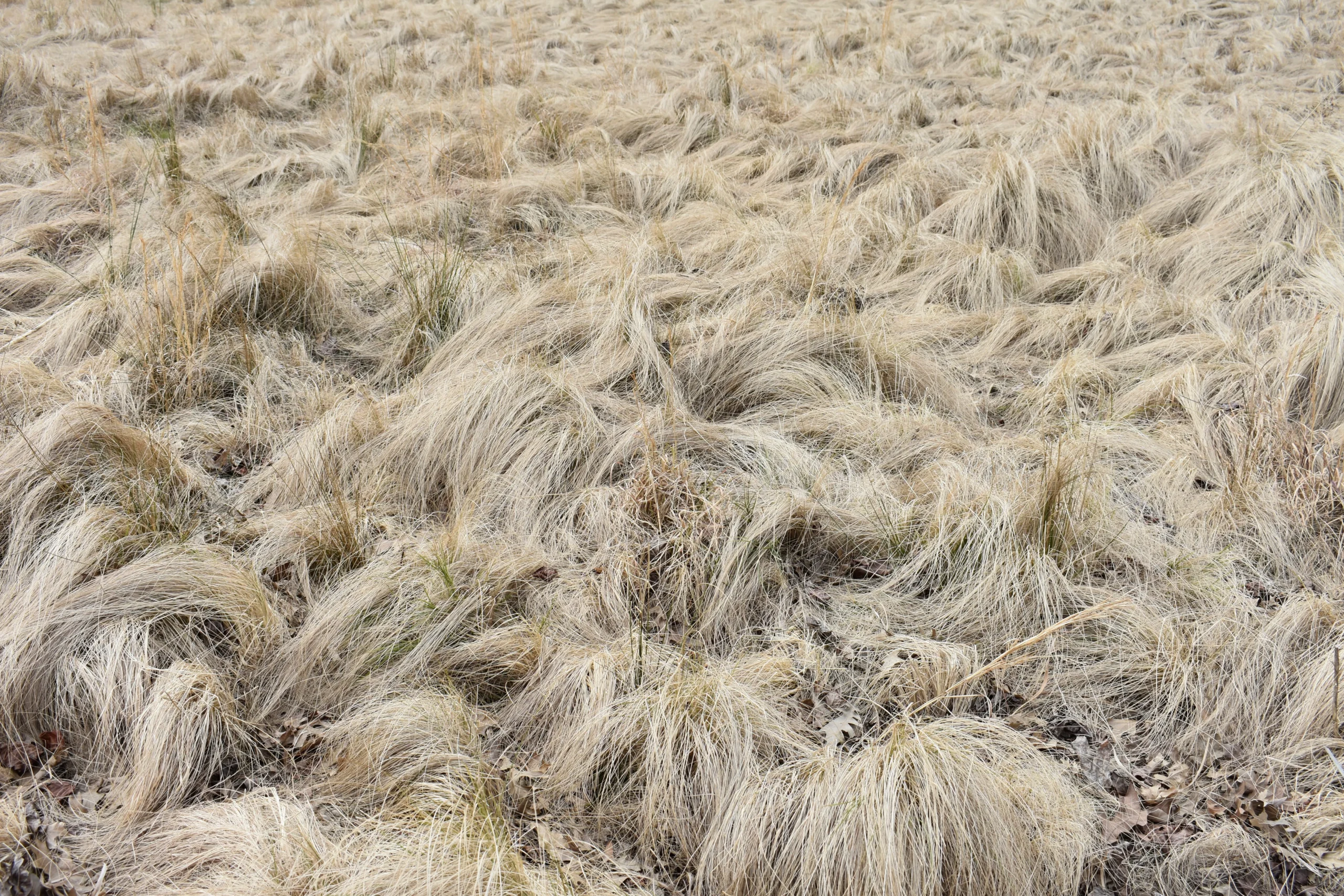 decorative_grasses_frosted_curls_new_zealand_sedge_carex_comans_frosted_curls_plant_by_number