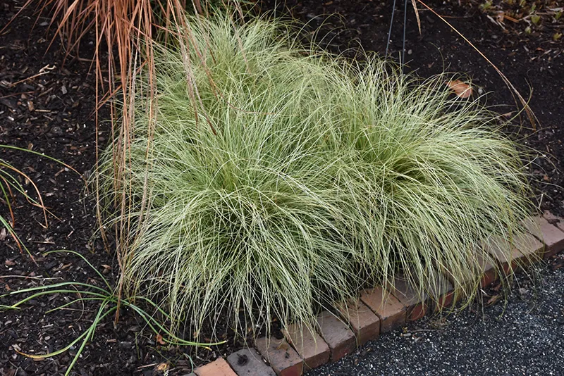 decorative_grasses_frosted_curls_new_zealand_sedge_carex_comans_frosted_curls_plant_by_number