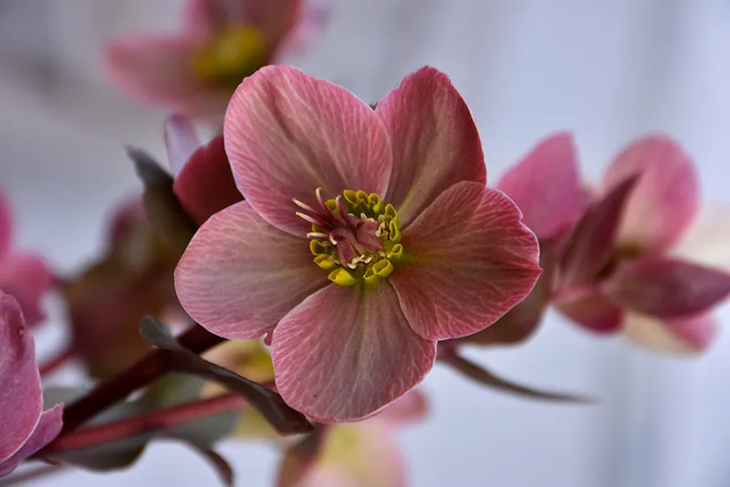 pink_flowers_gold_collection_merlin_lenten_rose_helleborus_COSEH_810_plant_by_number