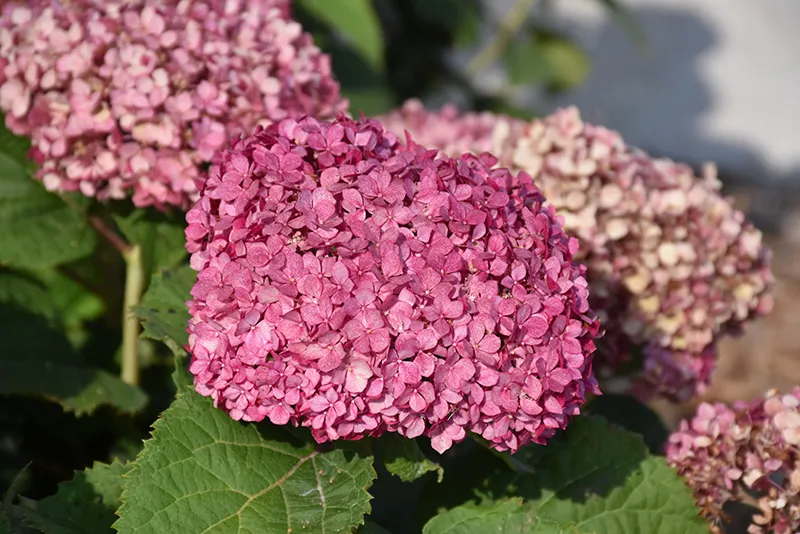 pink_hydrangeas_invincibelle_mini_mauvette_smooth_hydrangea_hydrangea_arborescens_NCHA7_plant_by_number