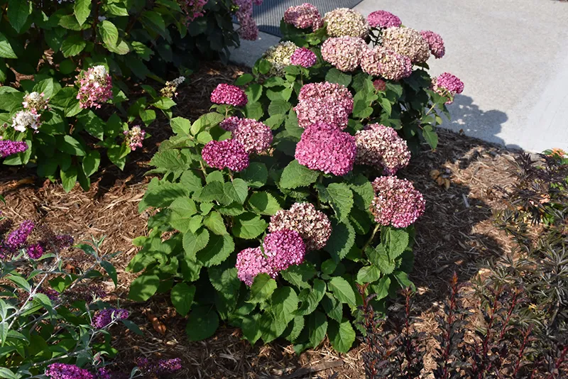 pink_hydrangeas_invincibelle_mini_mauvette_smooth_hydrangea_hydrangea_arborescens_NCHA7_plant_by_number