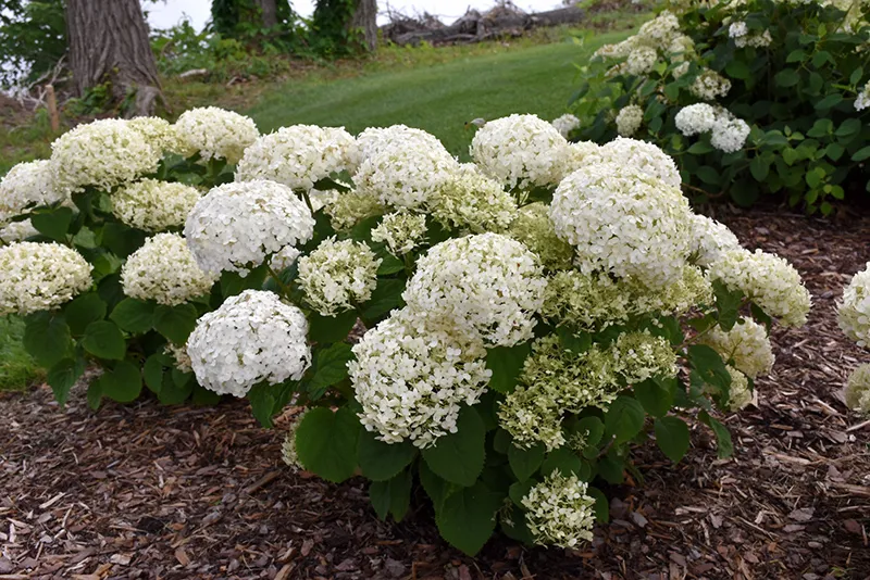 white_hydrangeas_invincibelle_wee_white_hydrangea_hydrangea_arborescens_NCHA5_plant_by_number