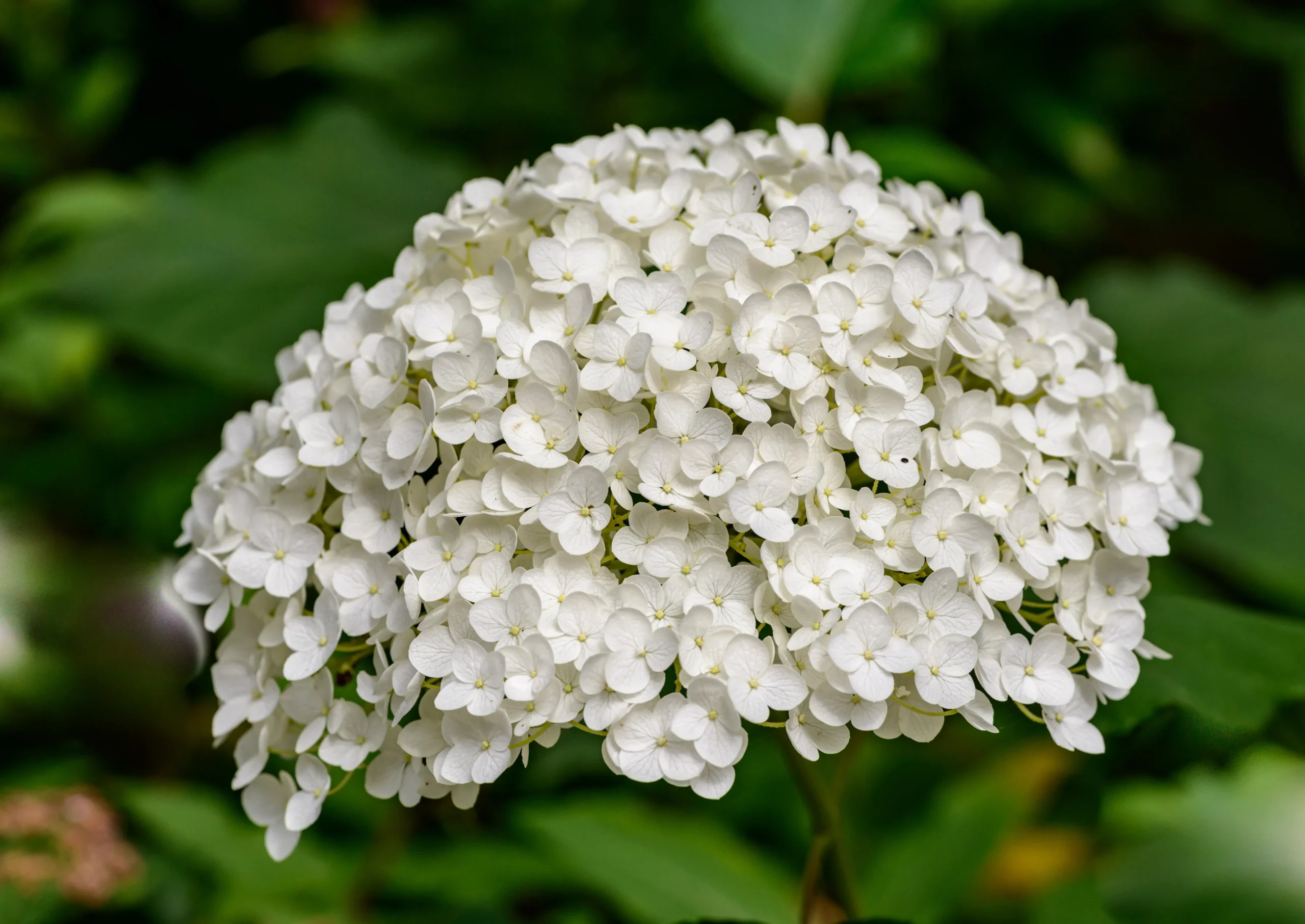 white_hydrangeas_invincibelle_wee_white_hydrangea_hydrangea_arborescens_INVINCIBELLE_NCHA5_plant_by_number