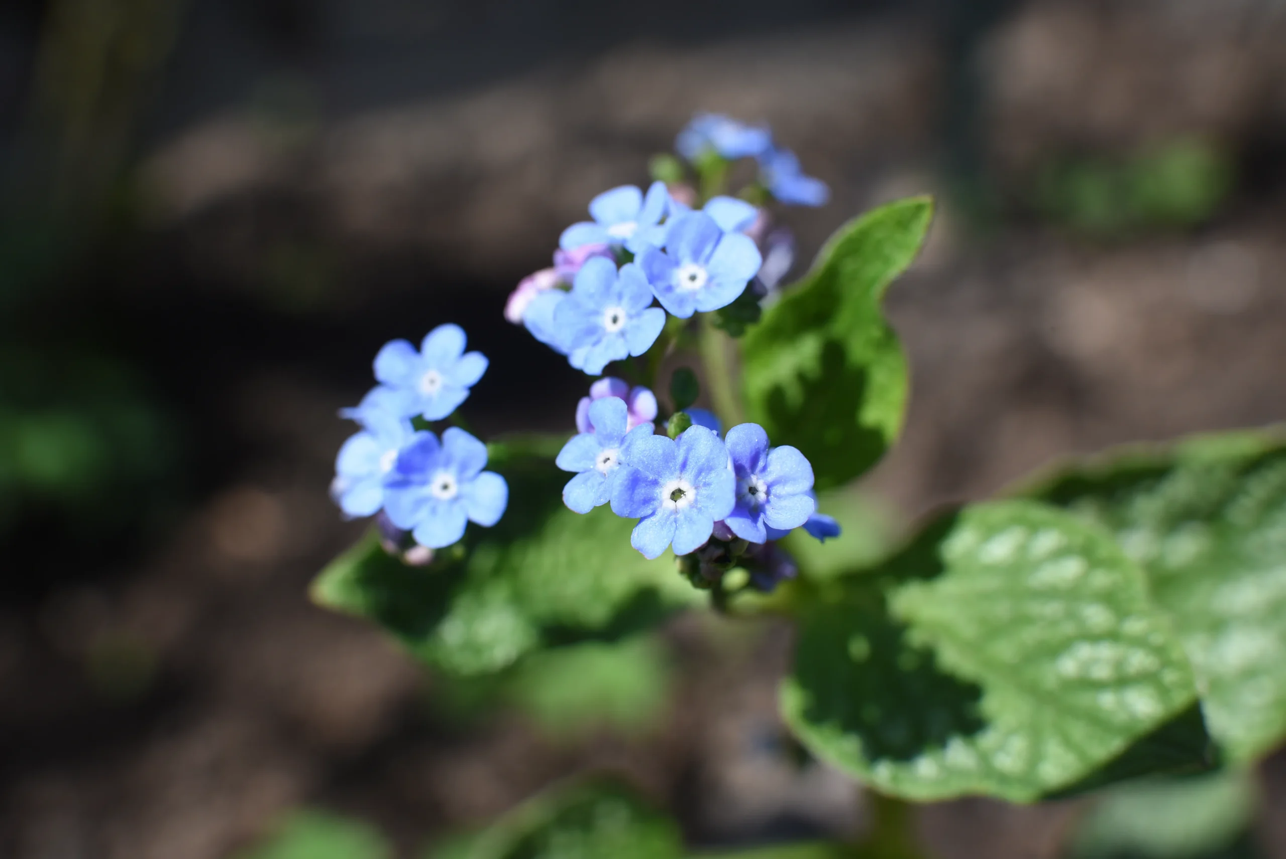 blue_flowers_jack_frost_brunnera_brunnera_macrophylla_jack_frost_plant_ny_number