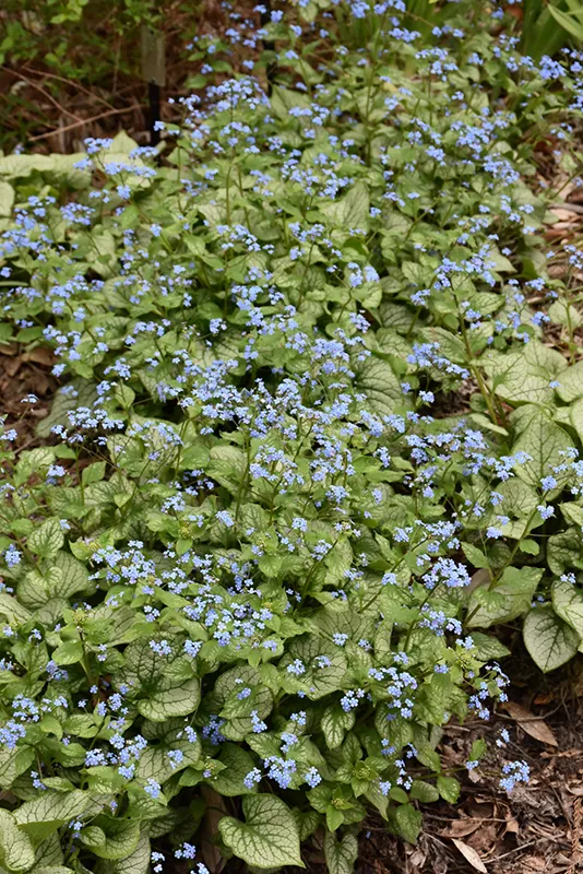 blue_flowers_jack_frost_brunnera_brunnera_macrophylla_jack_frost_plant_ny_number