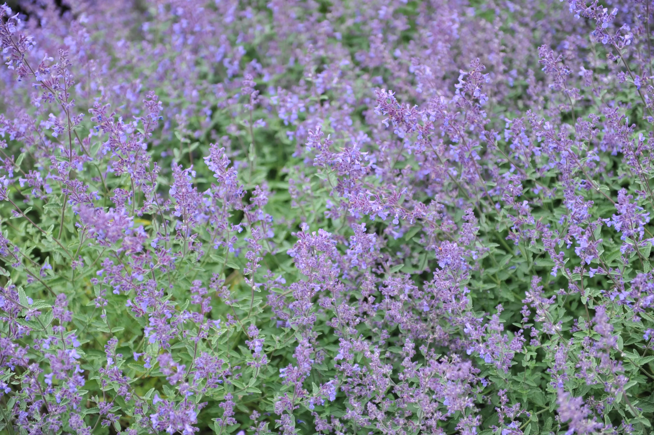 purple_flowers_junior_walker_catmint_nepeta_faassenii_novanepjun_plant_by_number