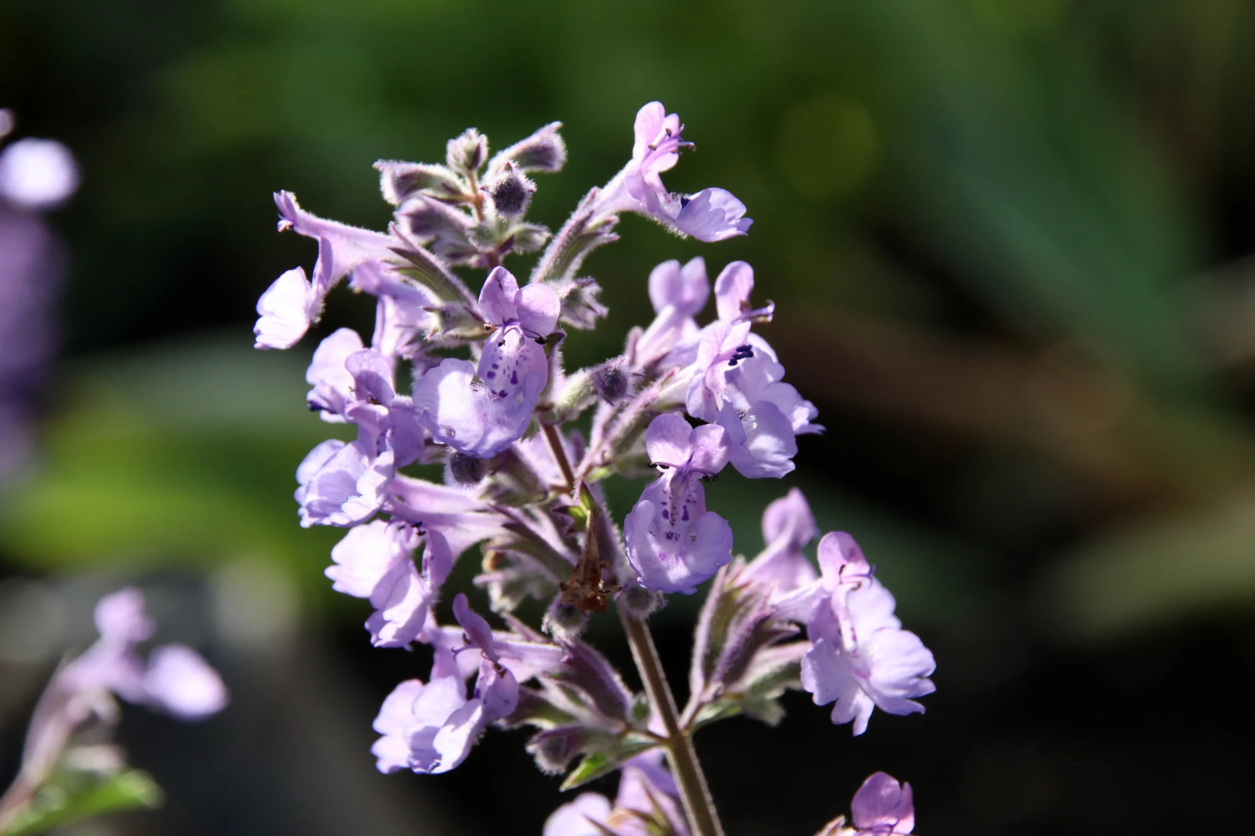 purple_flowers_junior_walker_catmint_nepeta_faassenii_novanepjun_plant_by_number