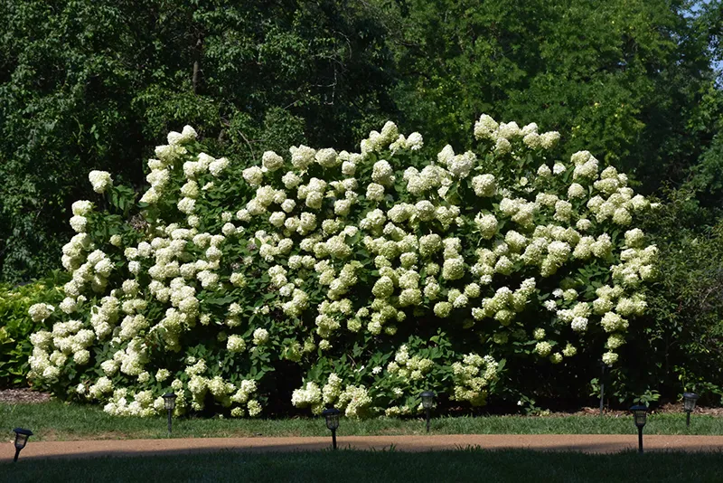 green_hydrangeas_limelight_hydrangea_hydrangea_paniculata_limelight_plant_by_number