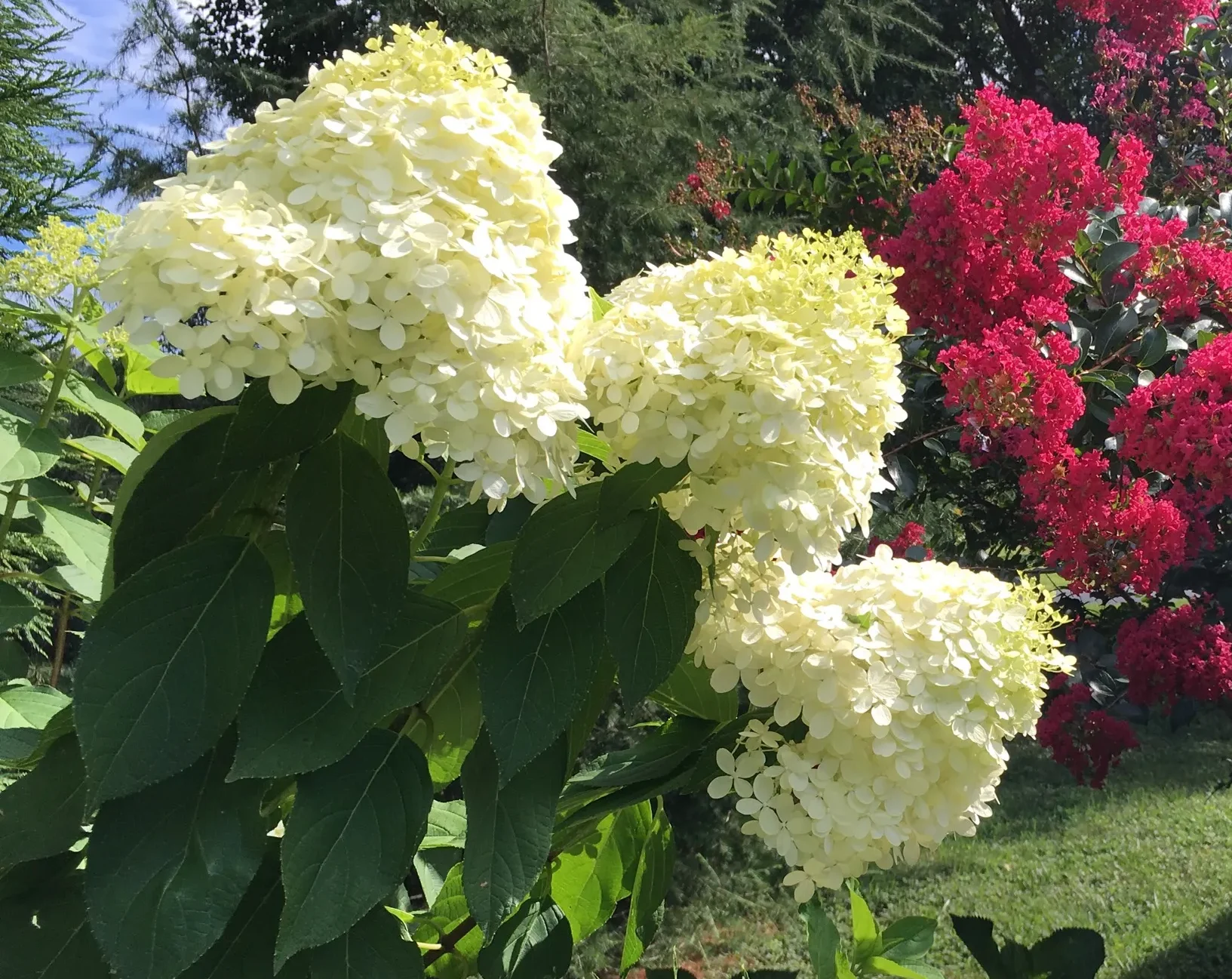 green_hydrangeas_green_limelight_hydrangea_tree_hydrangea_paniculata_limelight_tree_form_plant_by_number