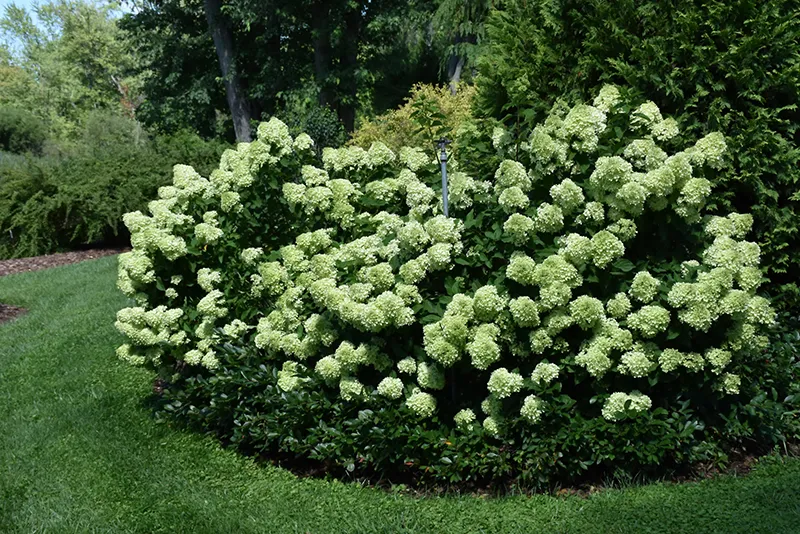 green_hydrangeas_little_lime_hydrangea_hydrangea_paniculata_jane_plant_by_number