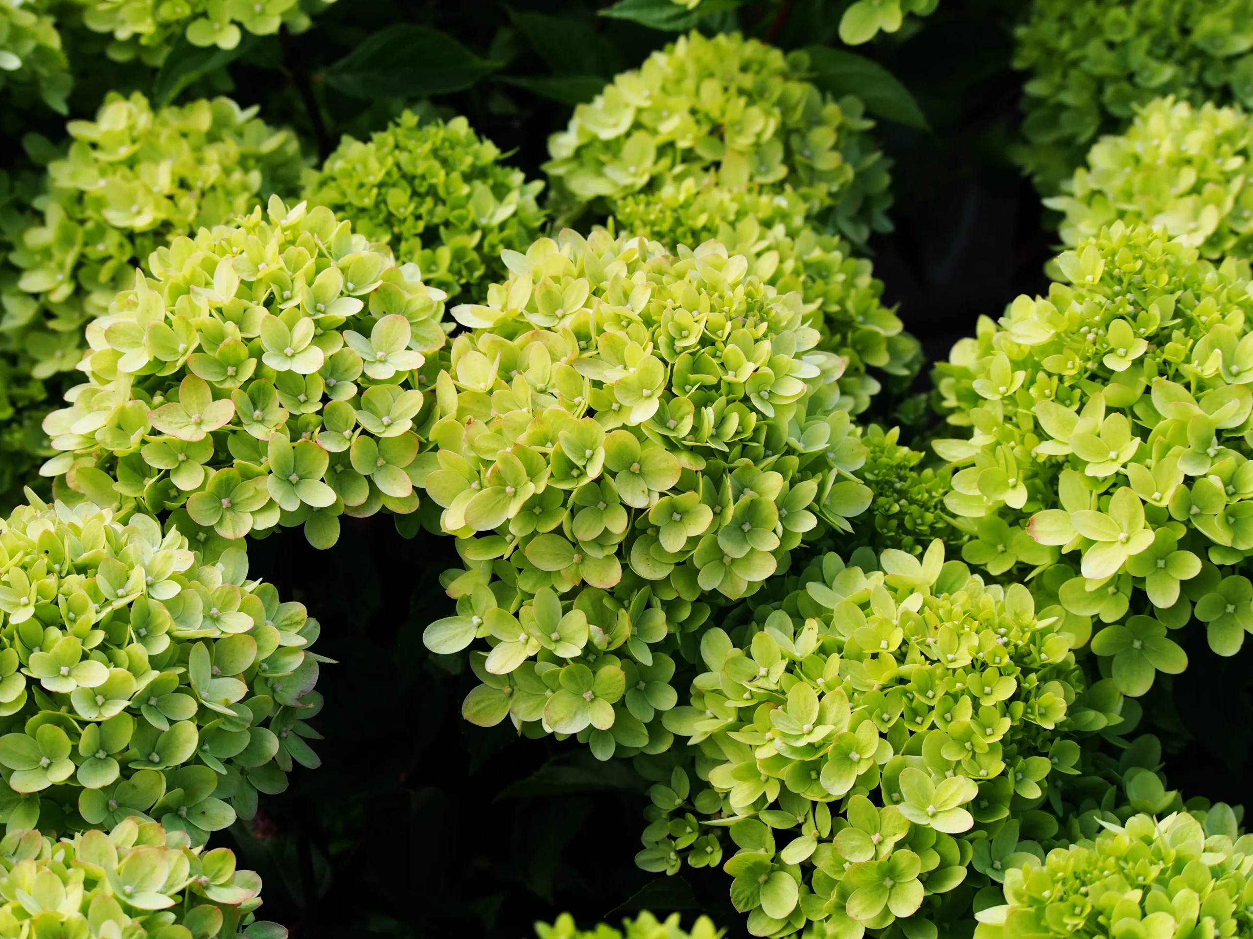 green_hydrangeas_little_lime_hydrangea_hydrangea_paniculata_jane_plant_by_number