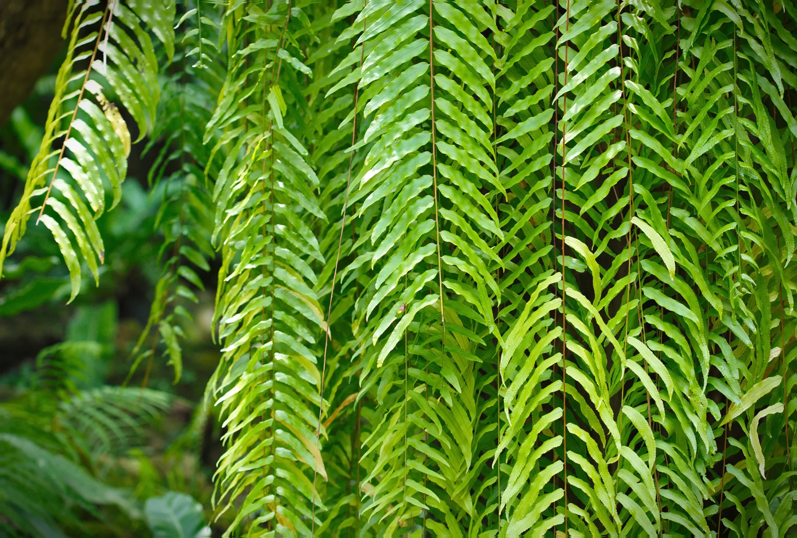 decorative_grasses_macho_fern_nephrolepsis_bisarrataplant_plant_by_number