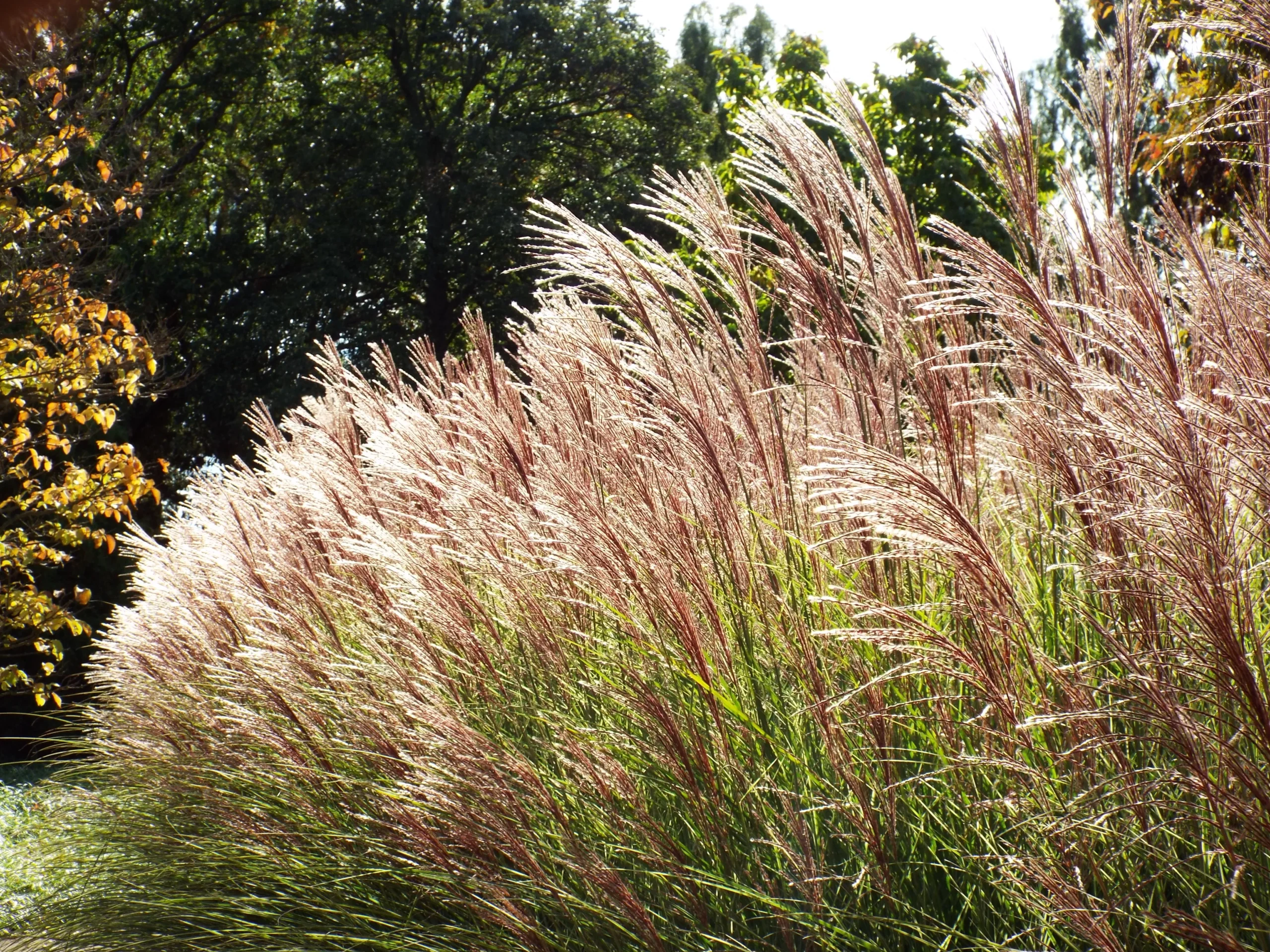 decorative_grasses_maiden_grass_miscanthus_sinensis_gracillimus_plant_by_number