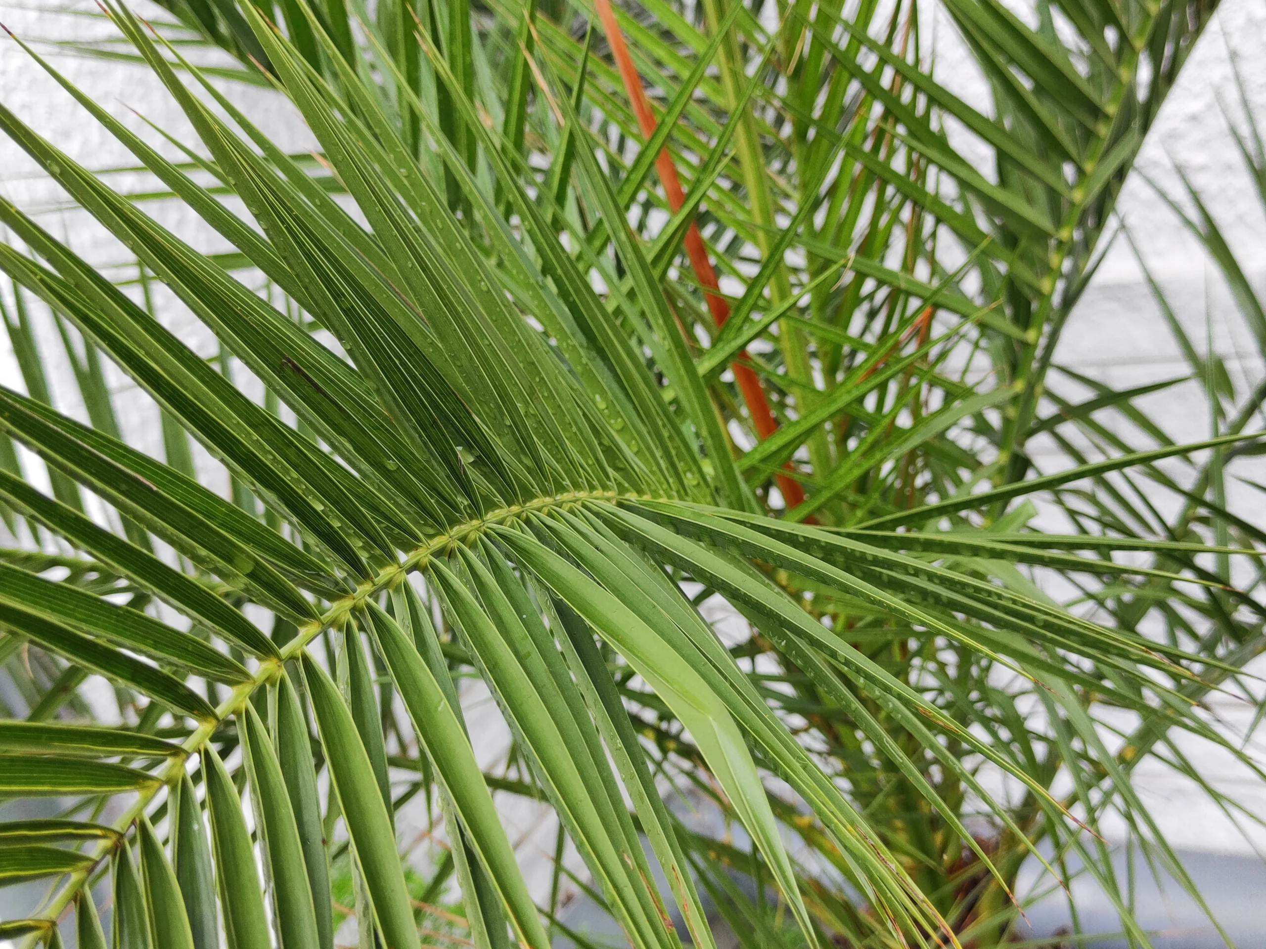 evergreen_trees_majesty_palm_ravenea_rivularis_plant_by_number