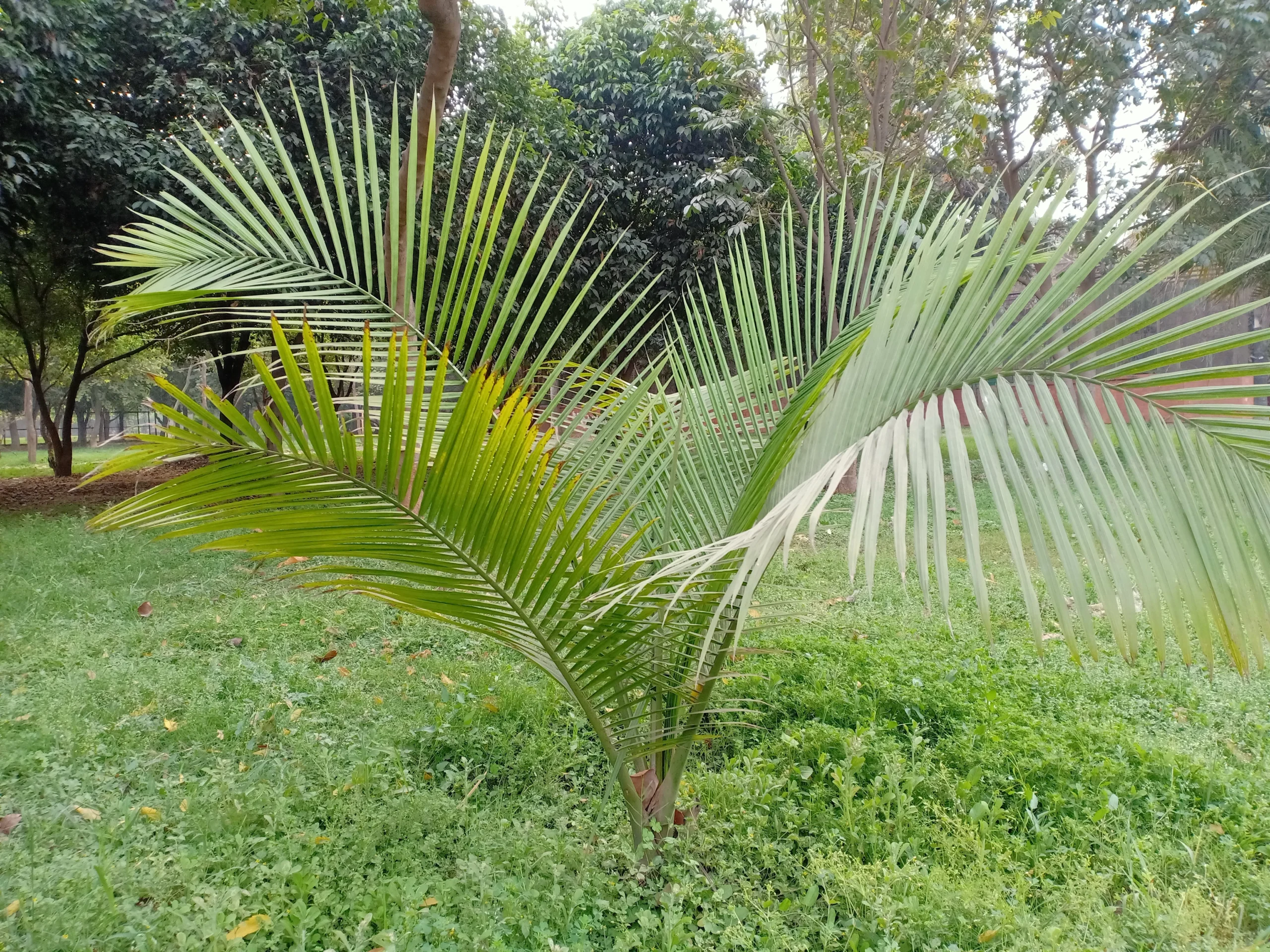 evergreen_trees_majesty_palm_ravenea_rivularis_plant_by_number