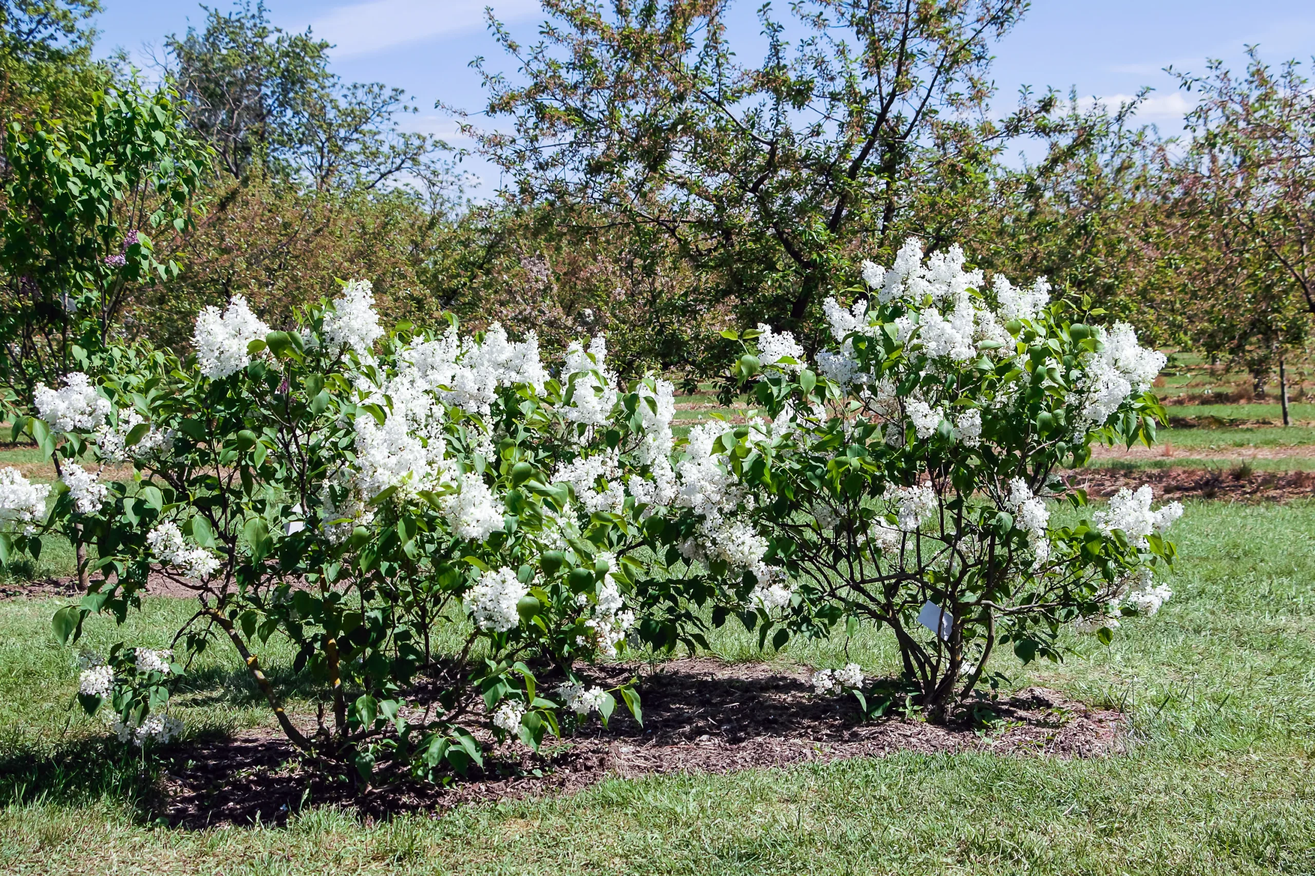 white_shrubs_New_Age_White_Lilac_Syringa_vulgaris_G13103_plant_by_number