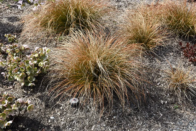 decorative_grasses_orange_new_zealand_sedge_grass_carex_testacea_plant_by_number