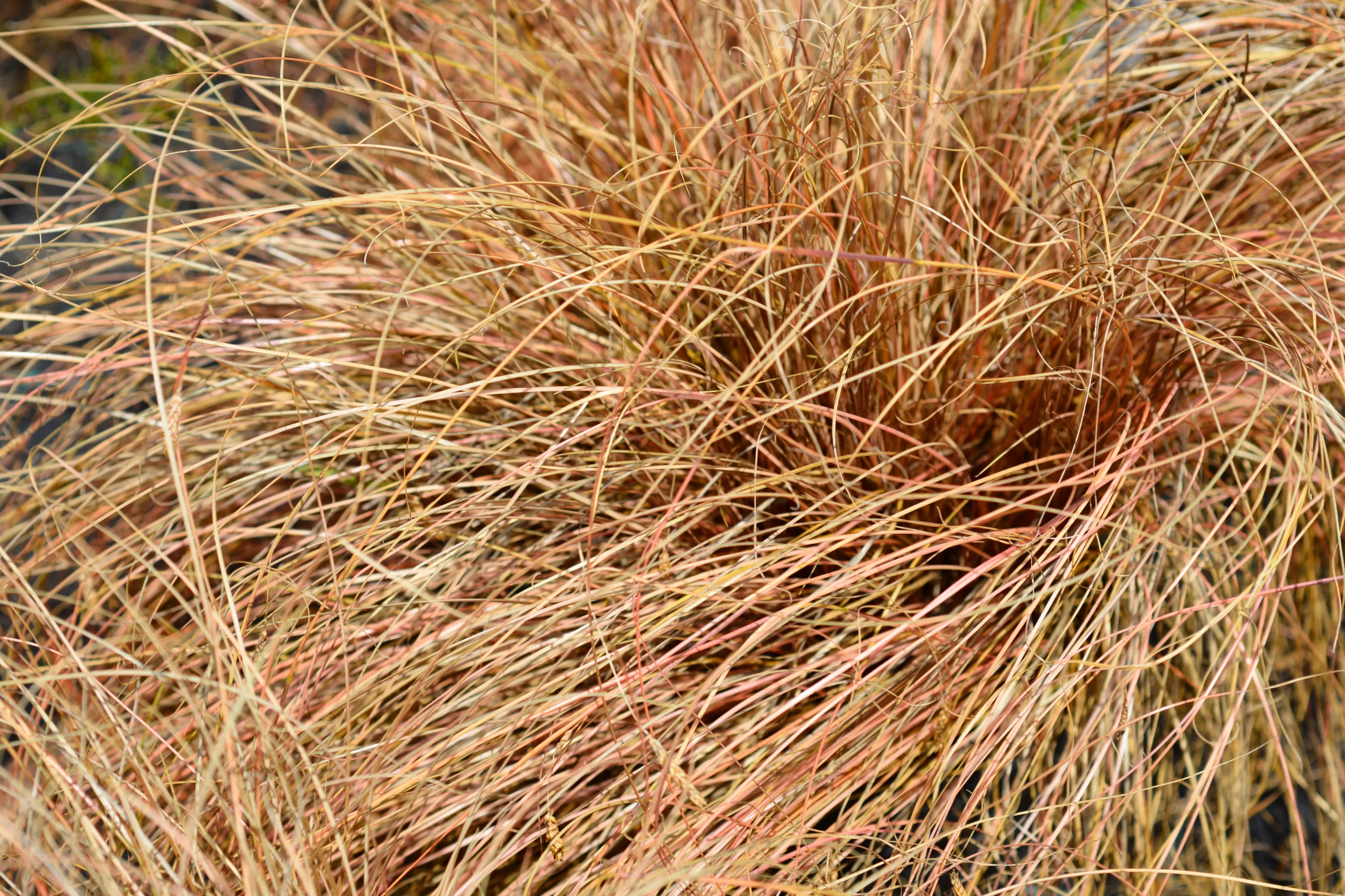 decorative_grasses_orange_new_zealand_sedge_grass_carex_testacea_plant_by_number