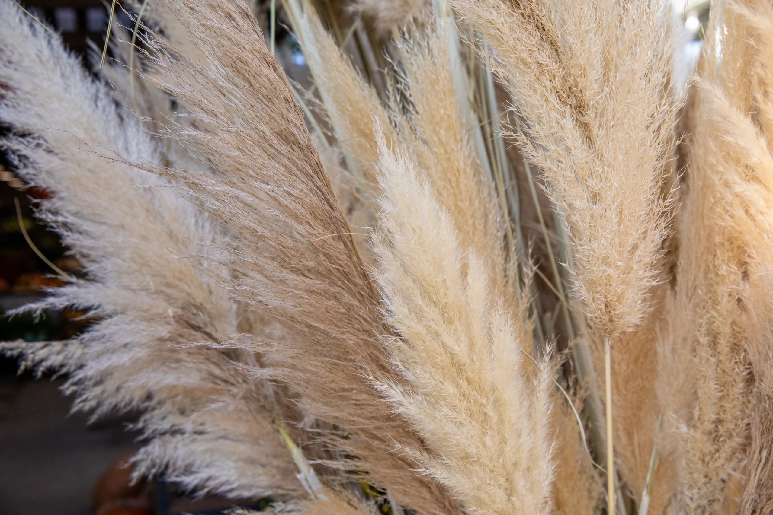 Pampas Grass