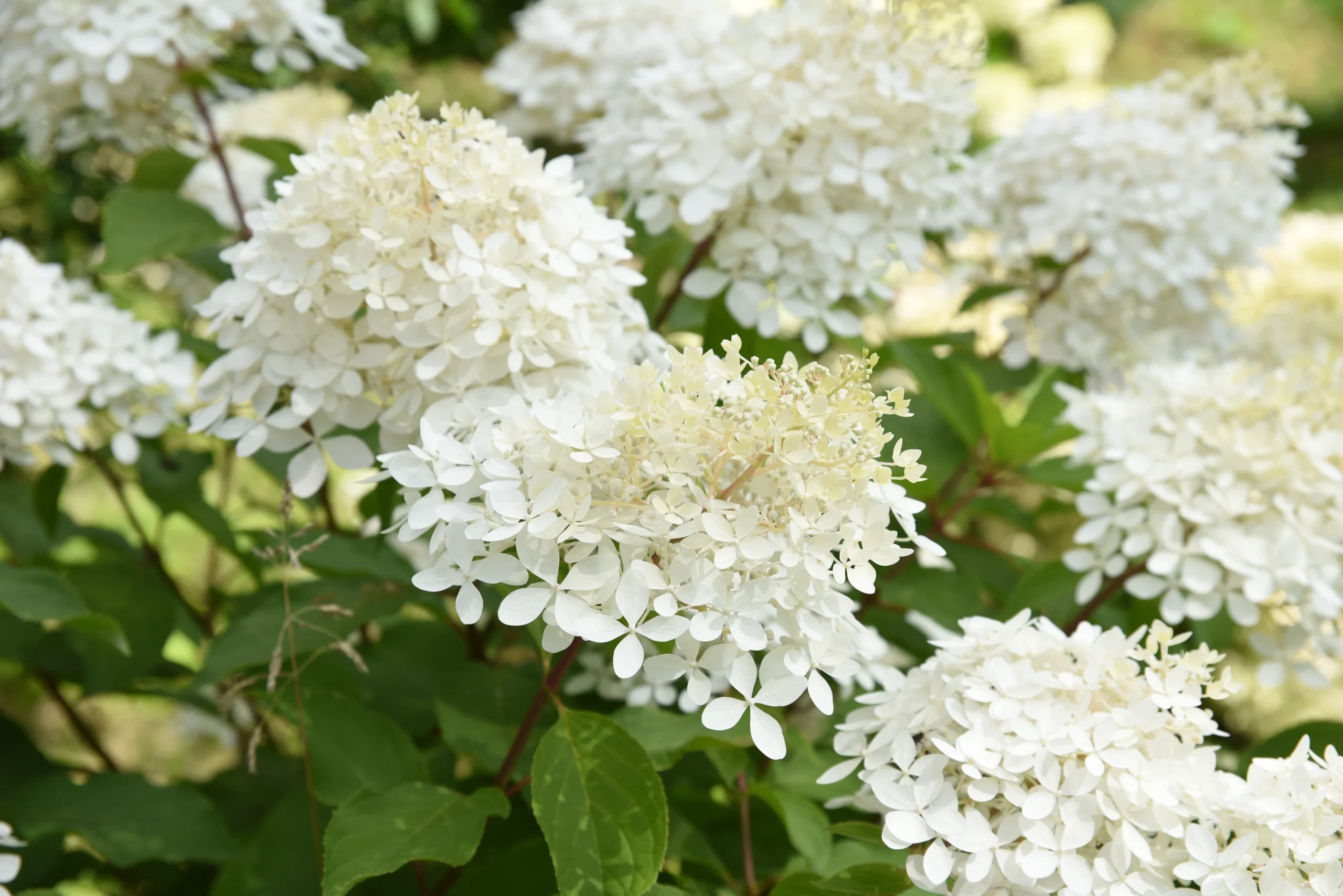 white_hydrangeas_phantom_hydrangea_hydrangea_paniculata_phantom_plant_by_number