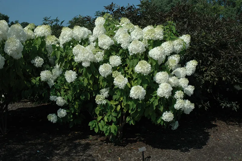 white_hydrangeas_phantom_hydrangea_hydrangea_paniculata_phantom_plant_by_number