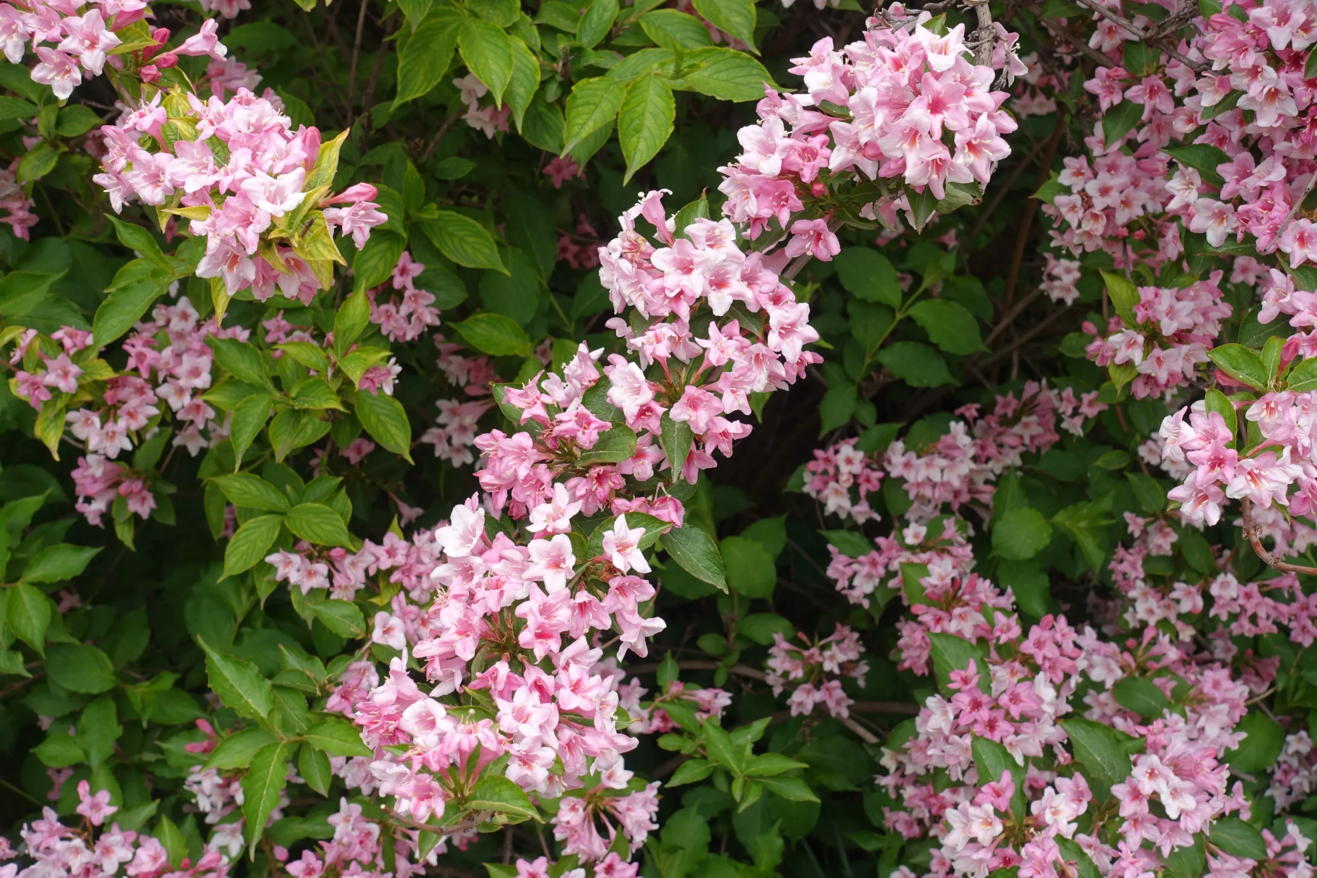 pink_shrubs_pink_poppet_weigela_weigela_florida_pink_poppet_plant_by_number