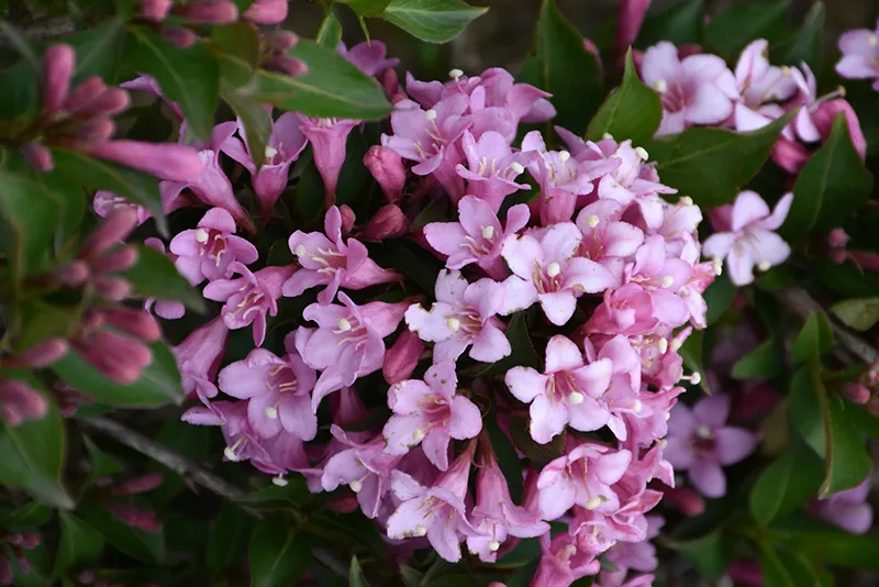 pink_shrubs_pink_poppet_weigela_weigela_florida_pink_poppet_plant_by_number