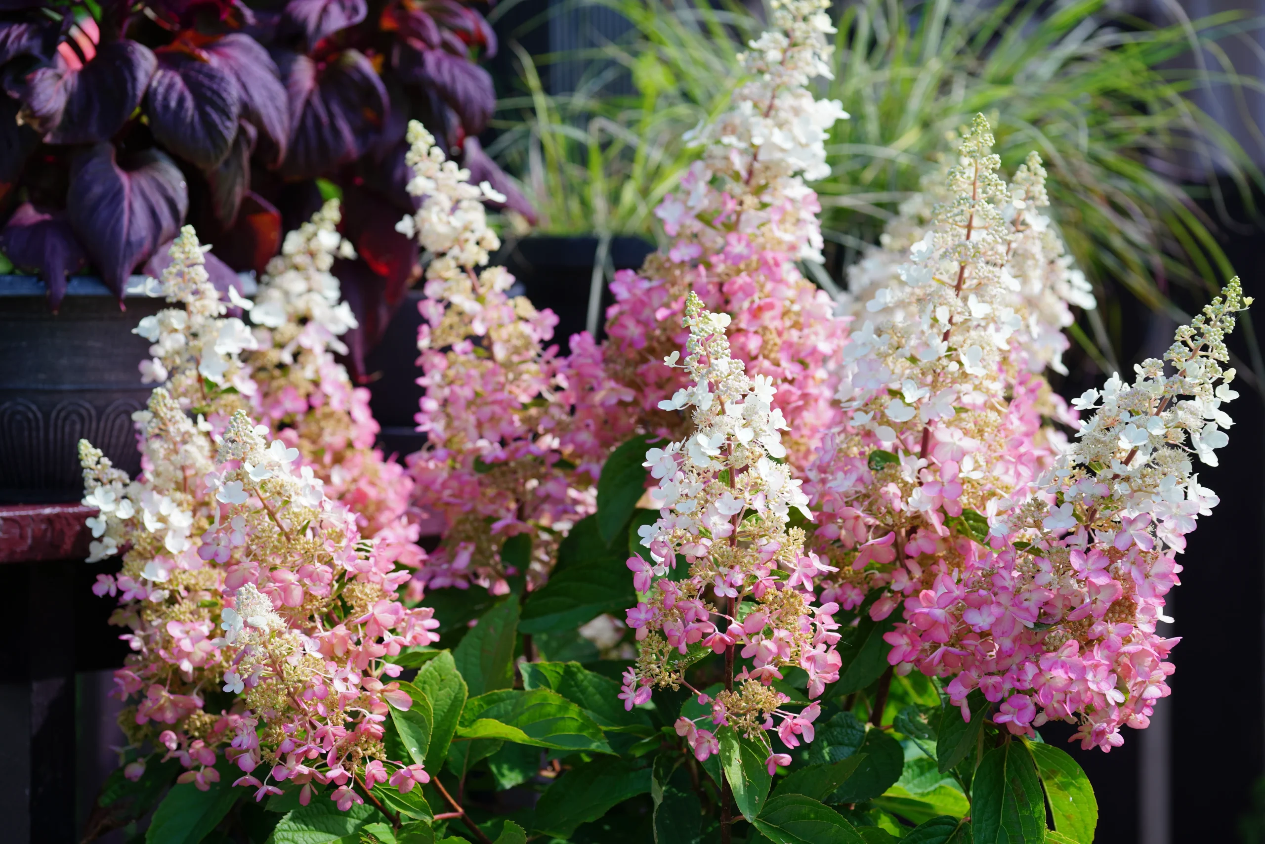 pink_hydrangeas_pinky_winky_hydrangea_hydrangea_paniculata_dvp_pinky_plant_by_number