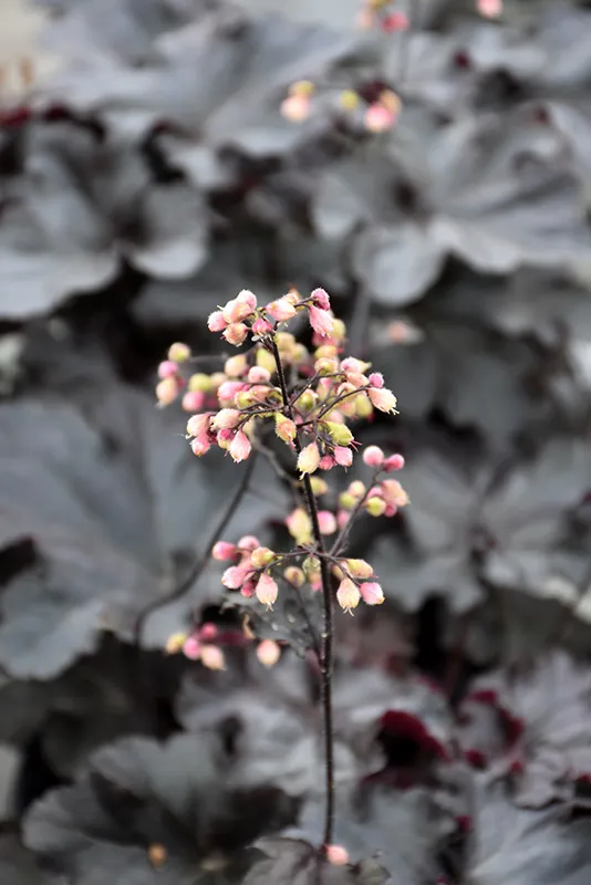 purple_flower_primo_black_pearl_coral_bells_heuchera_black_pearl_plant_by_number